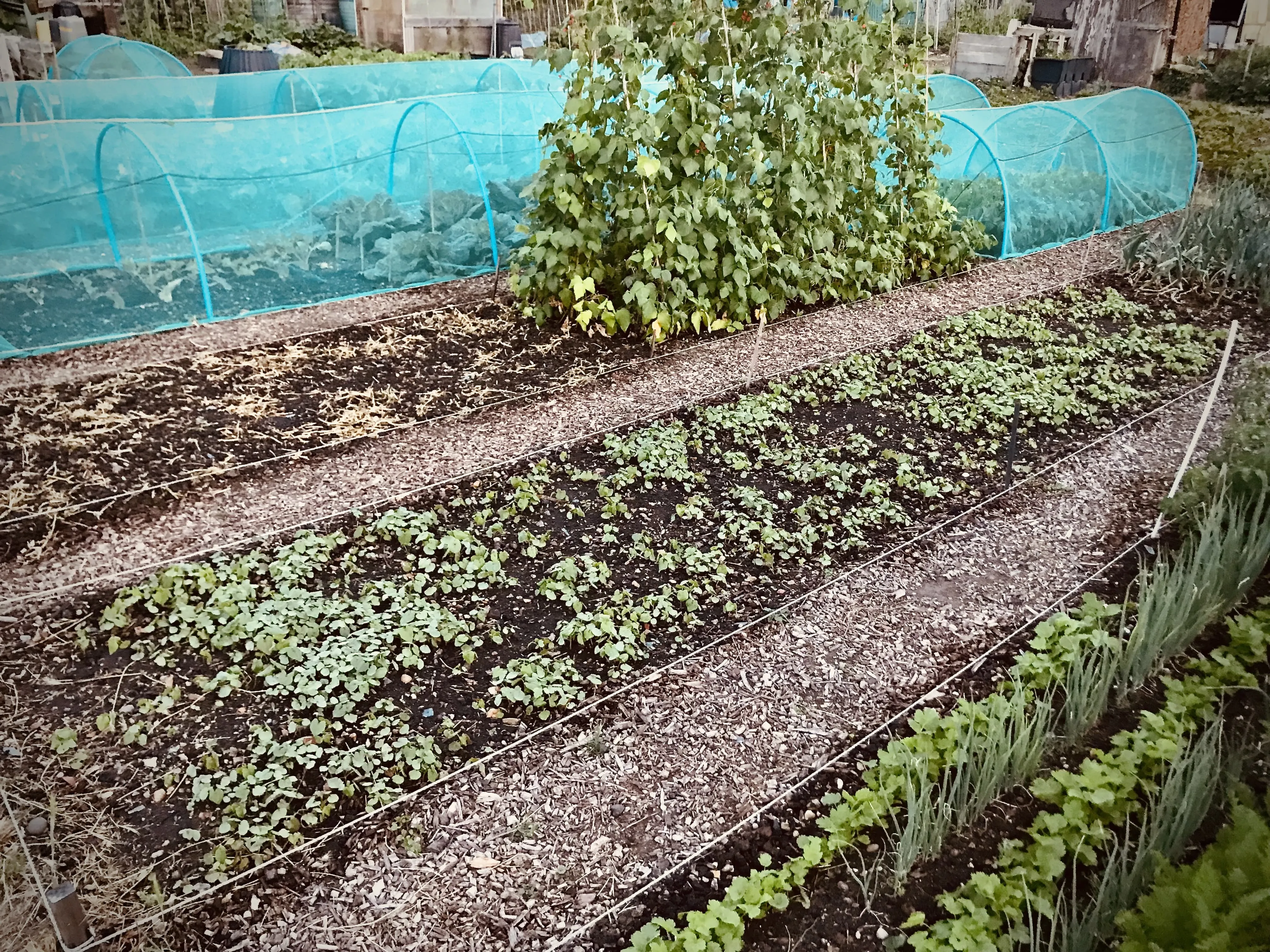 Buckwheat as a cover crop.