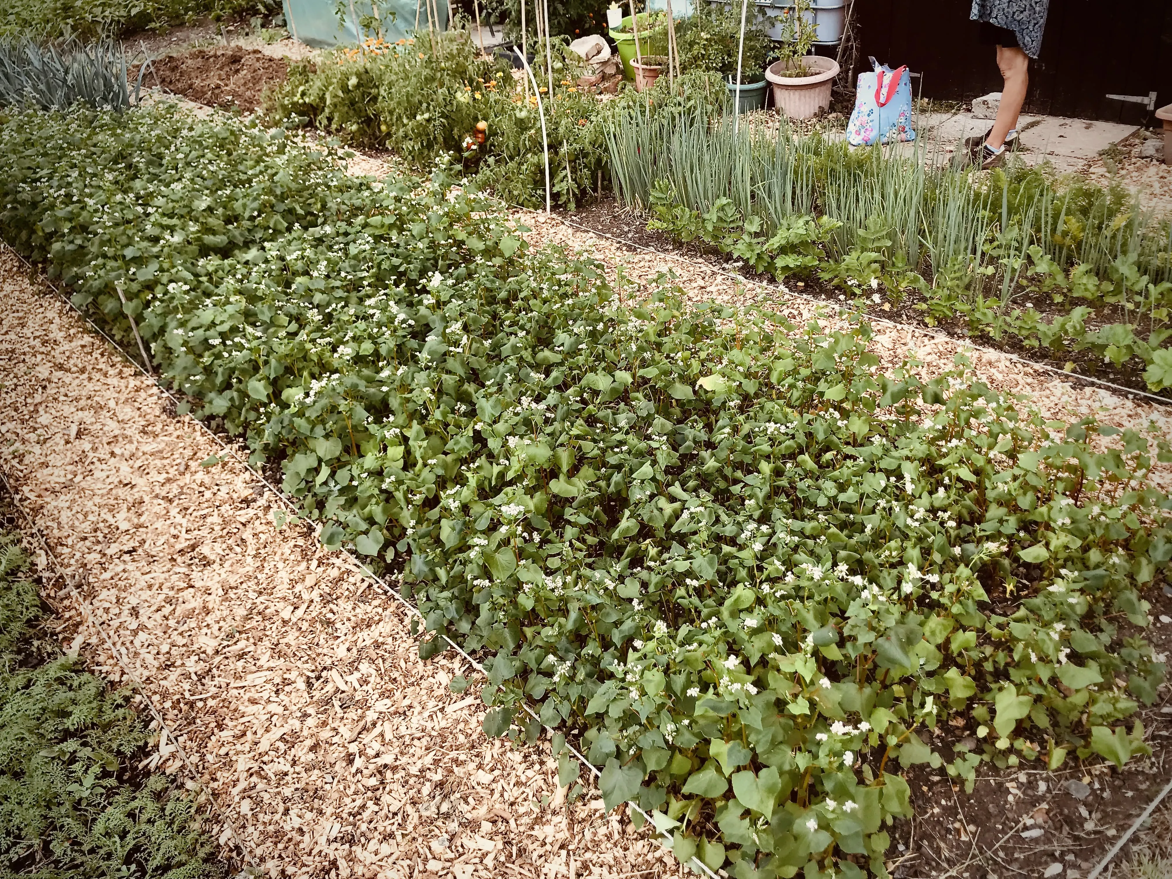 Buckwheat as a cover crop.
