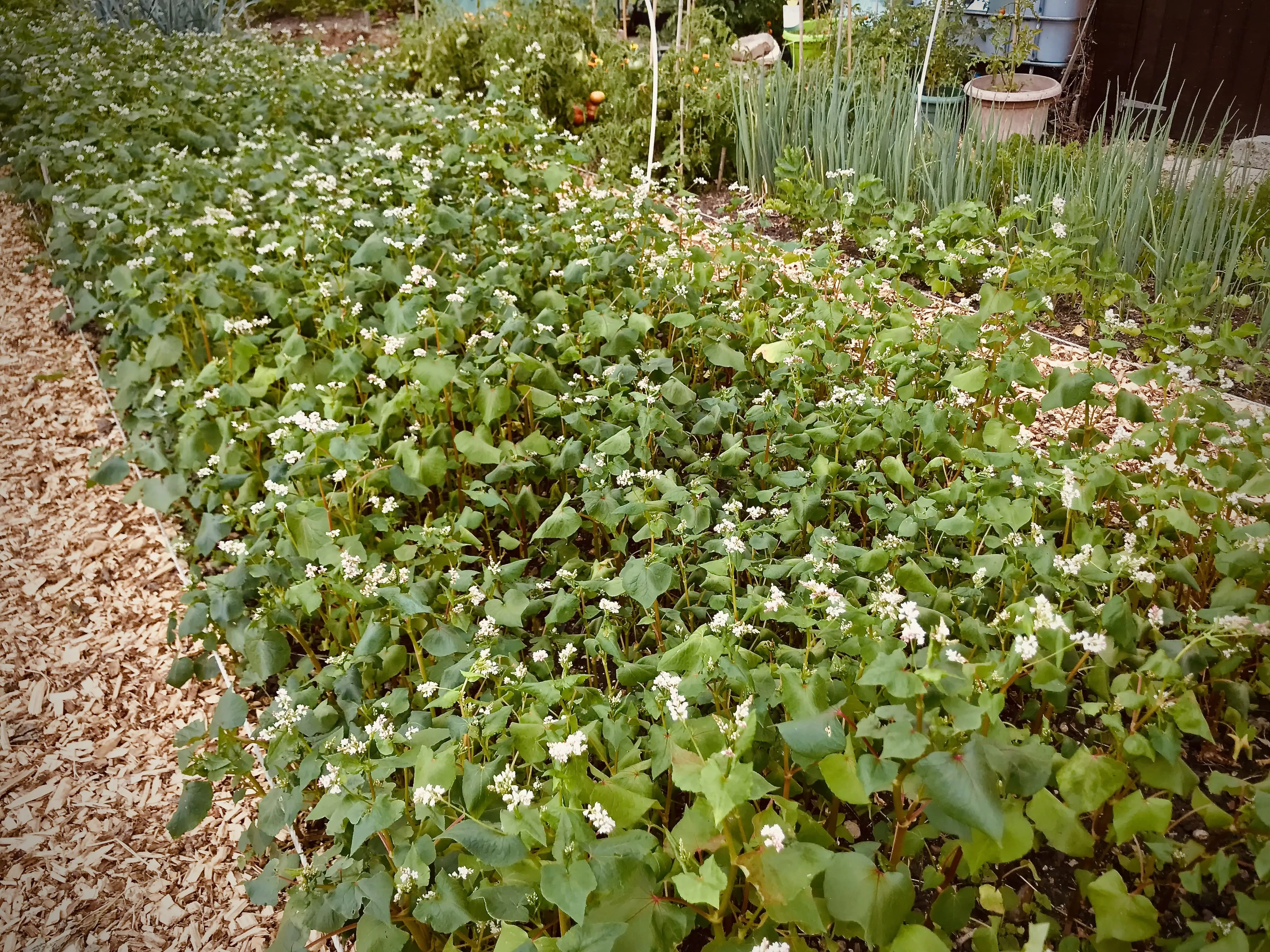 Buckwheat as a cover crop.