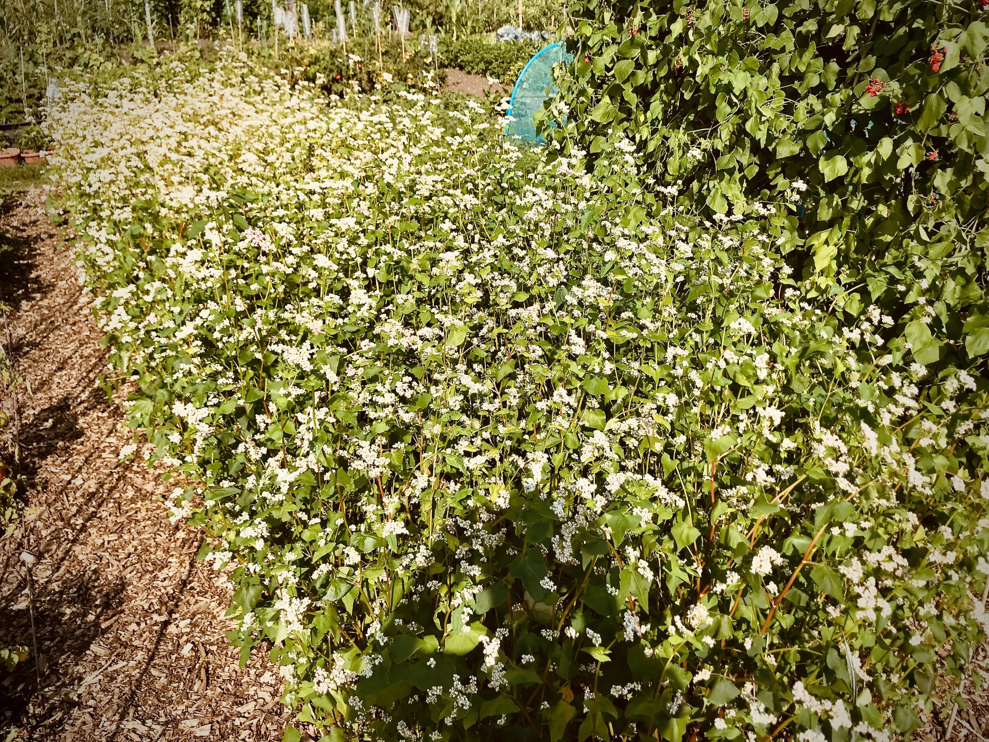 Buckwheat as a cover crop.