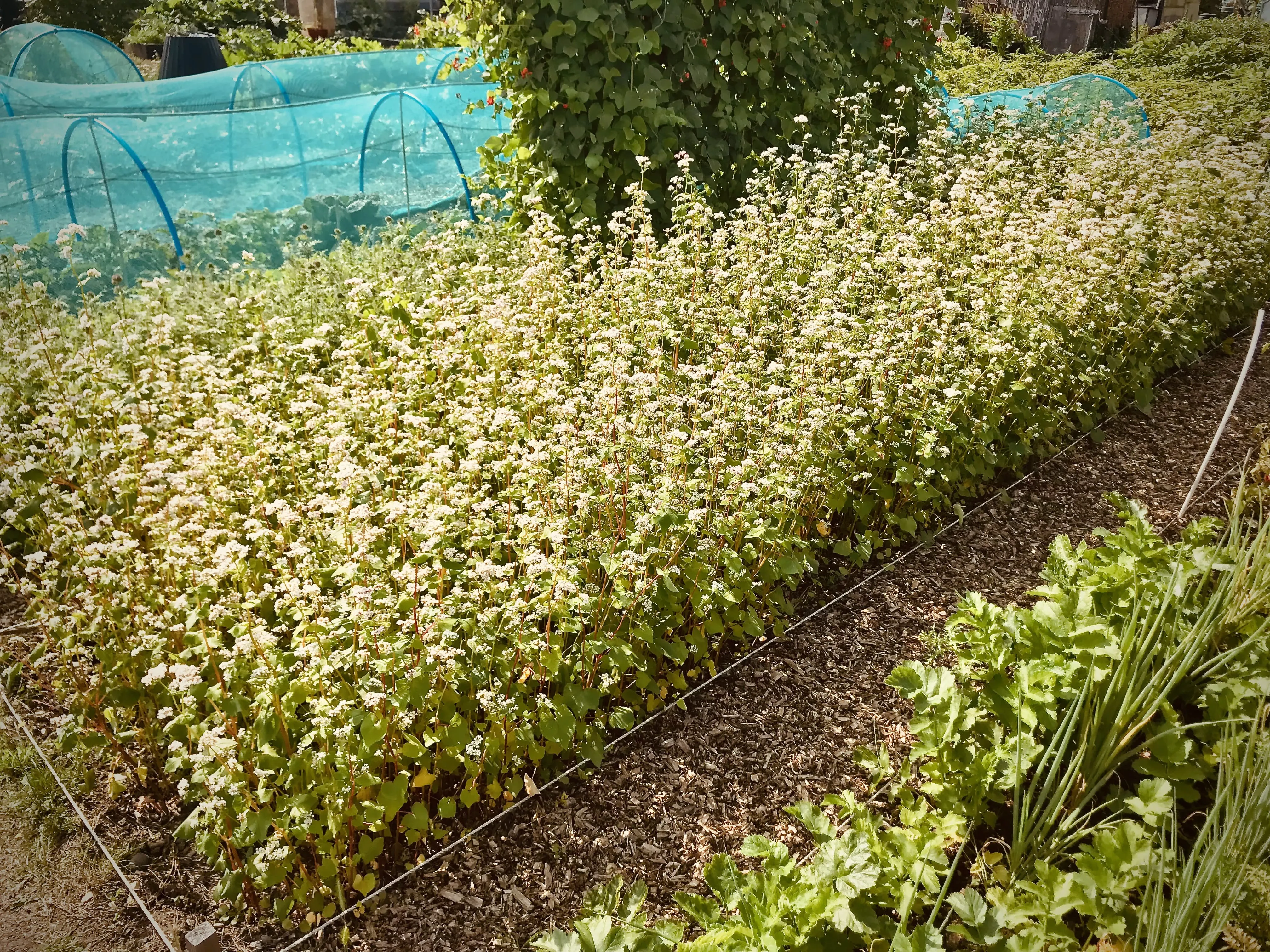 Buckwheat as a cover crop.