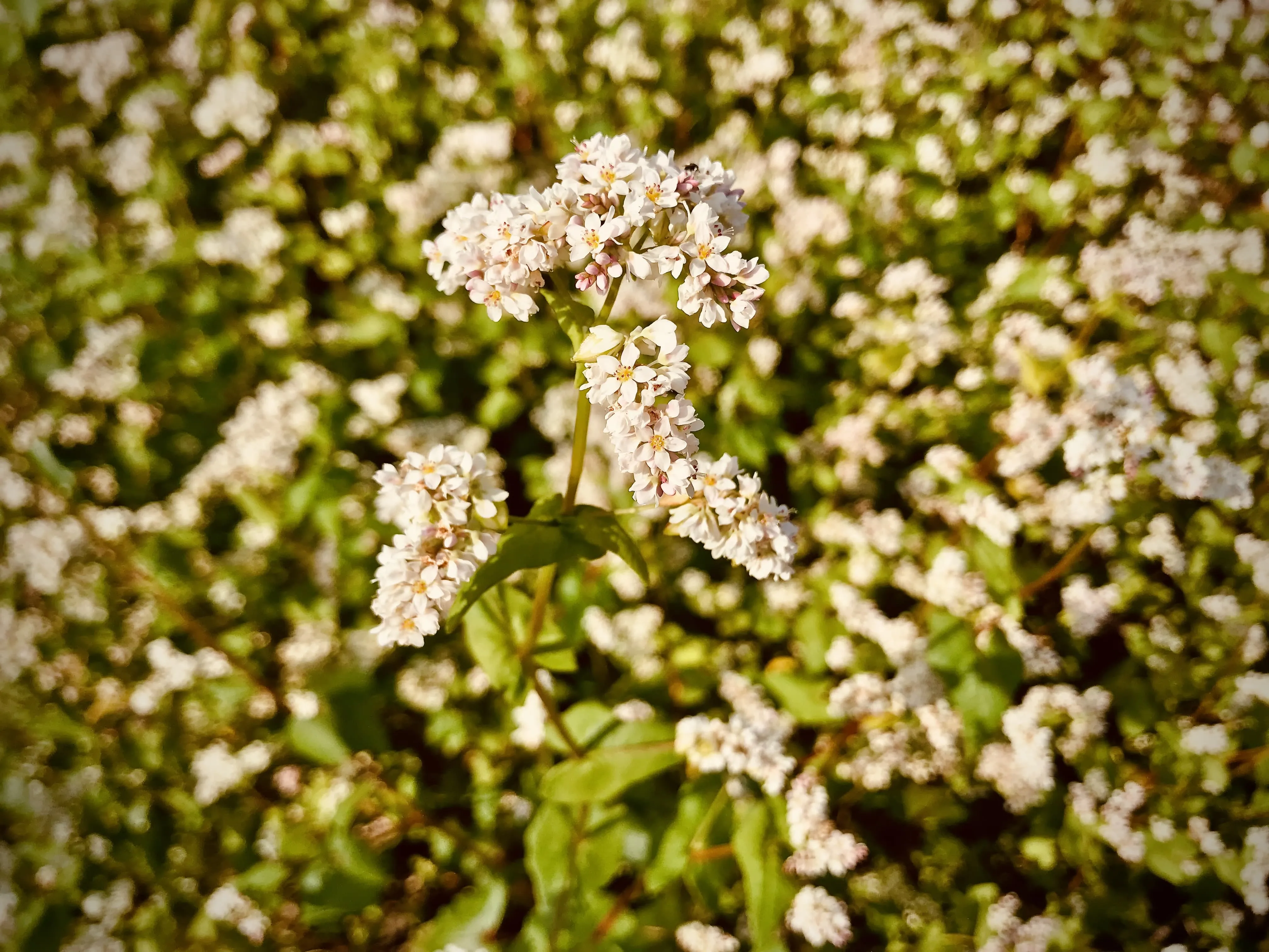 Buckwheat as a cover crop.