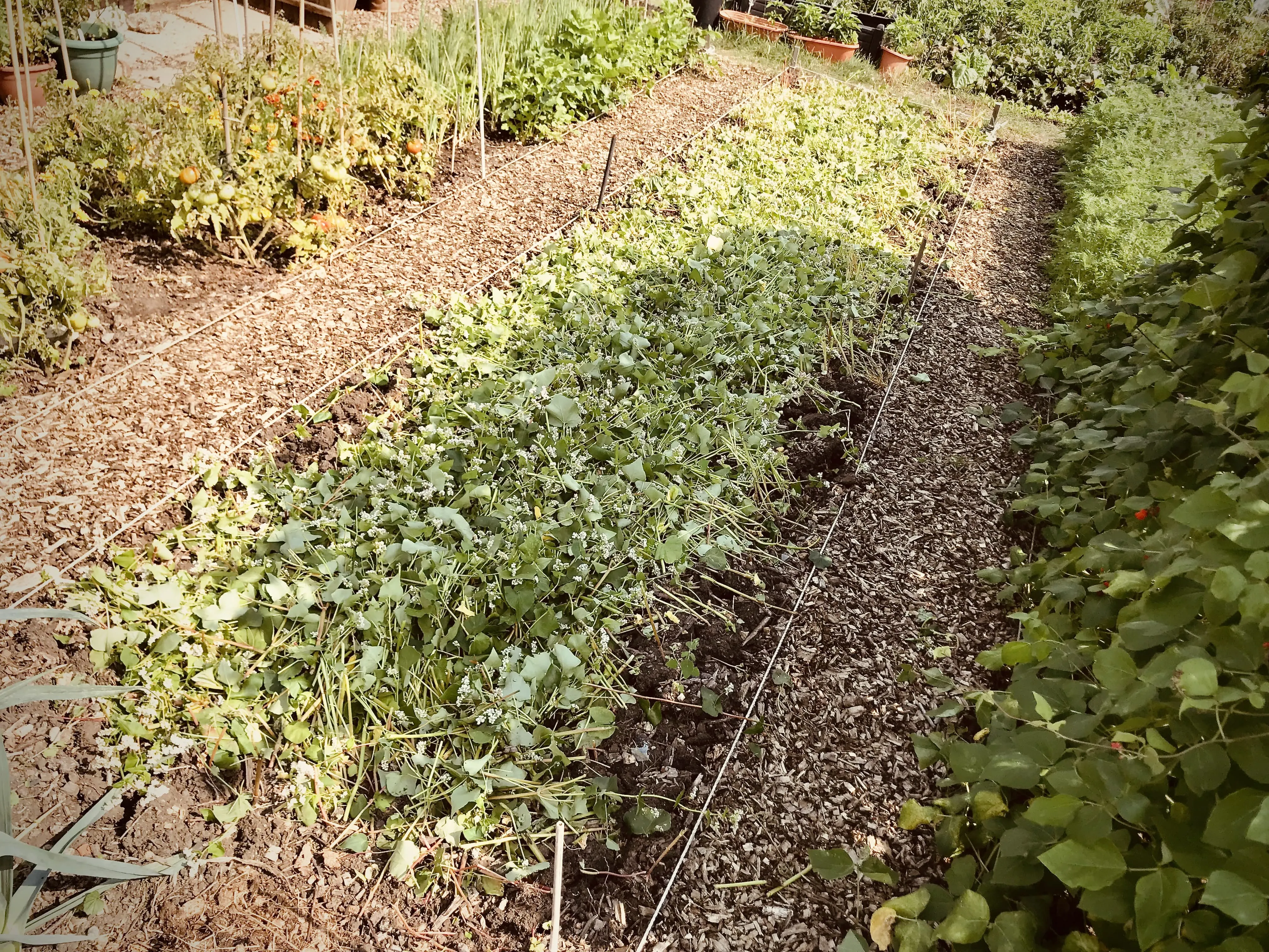 Buckwheat as a cover crop.