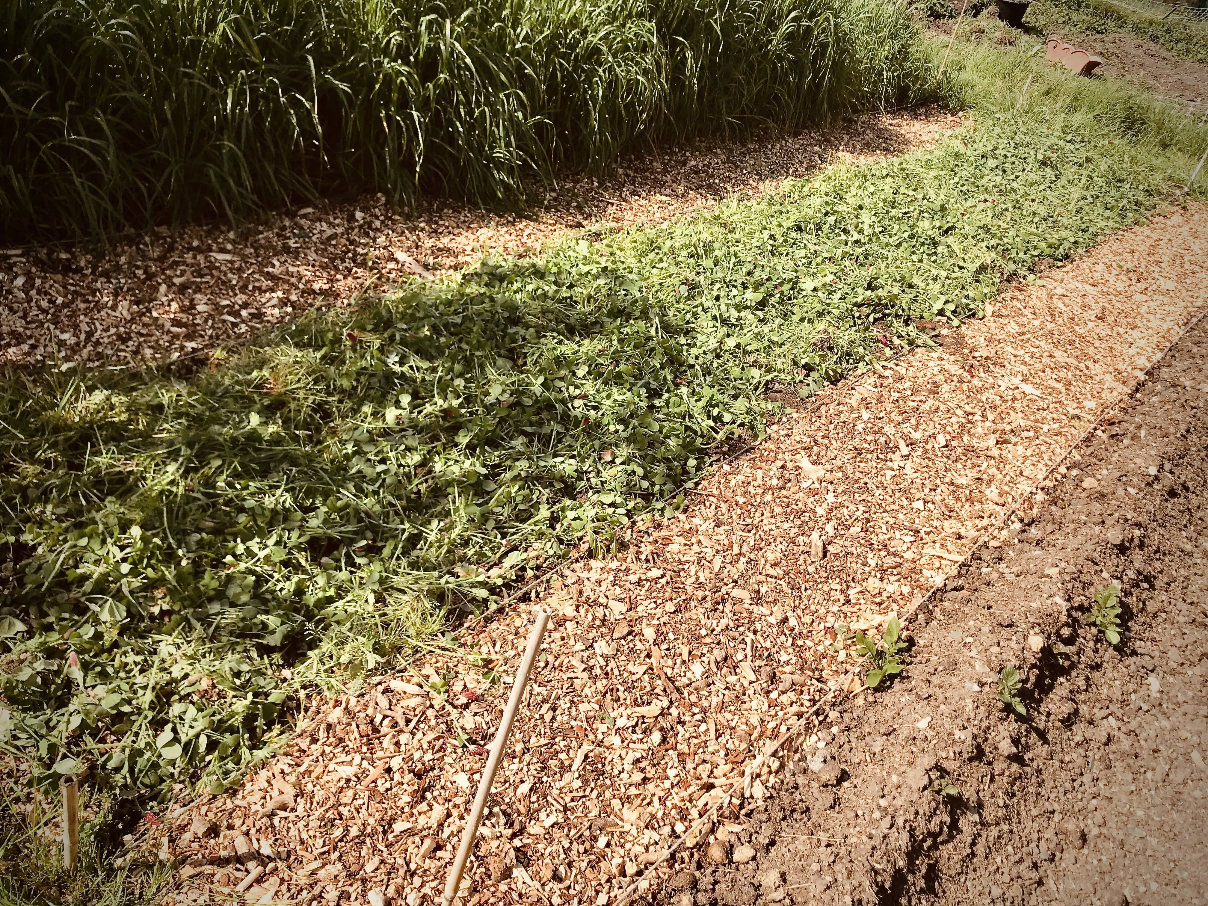 Broad beans planted out on allotment.