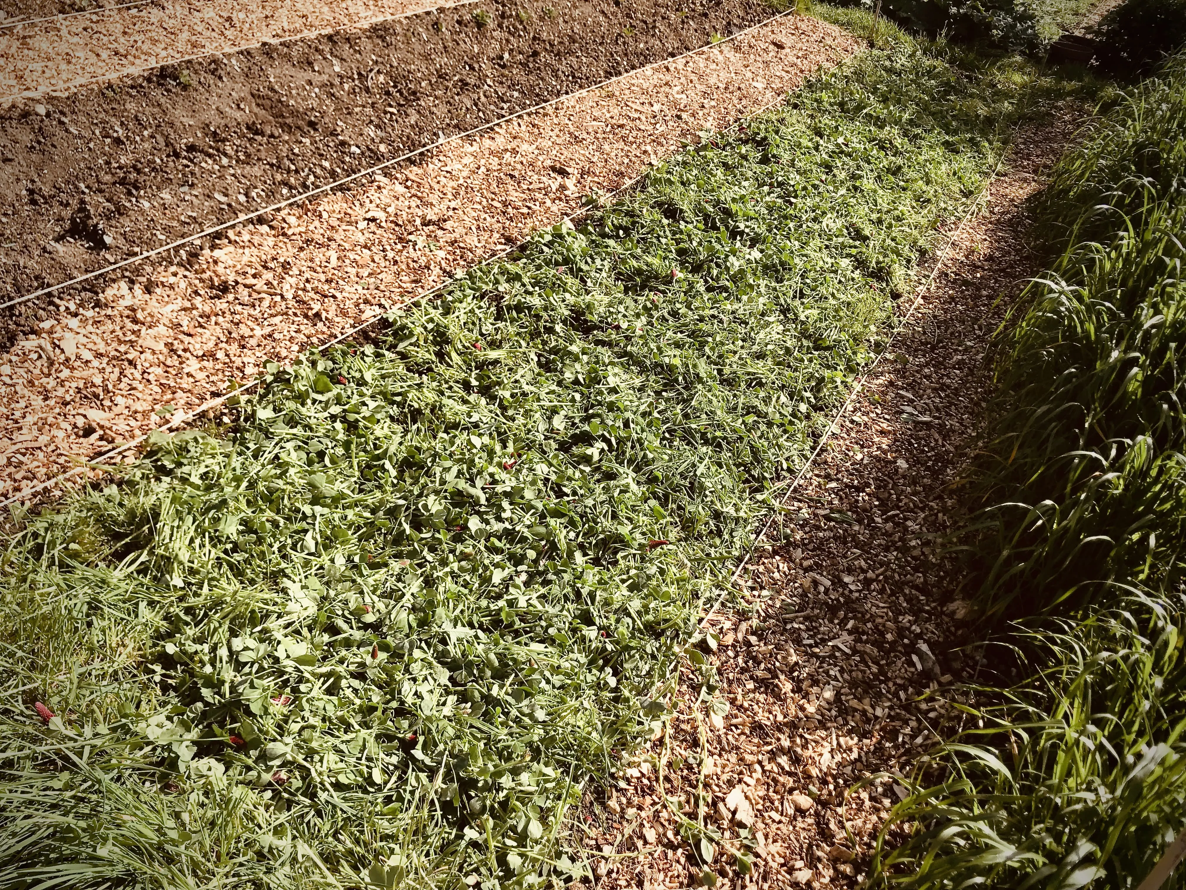 Italian ryegrass on allotment.