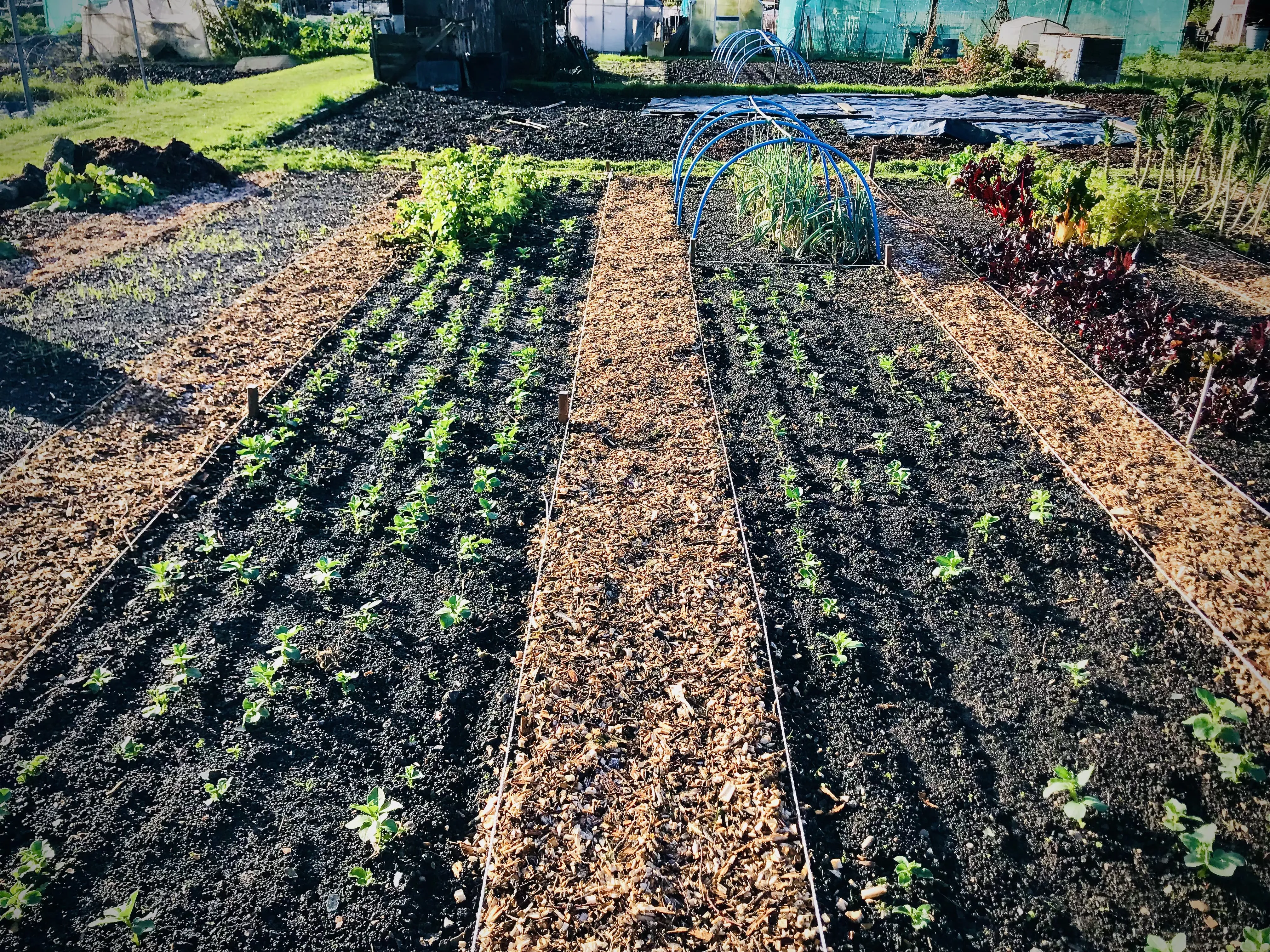 Field Bean cover crop on allotment.