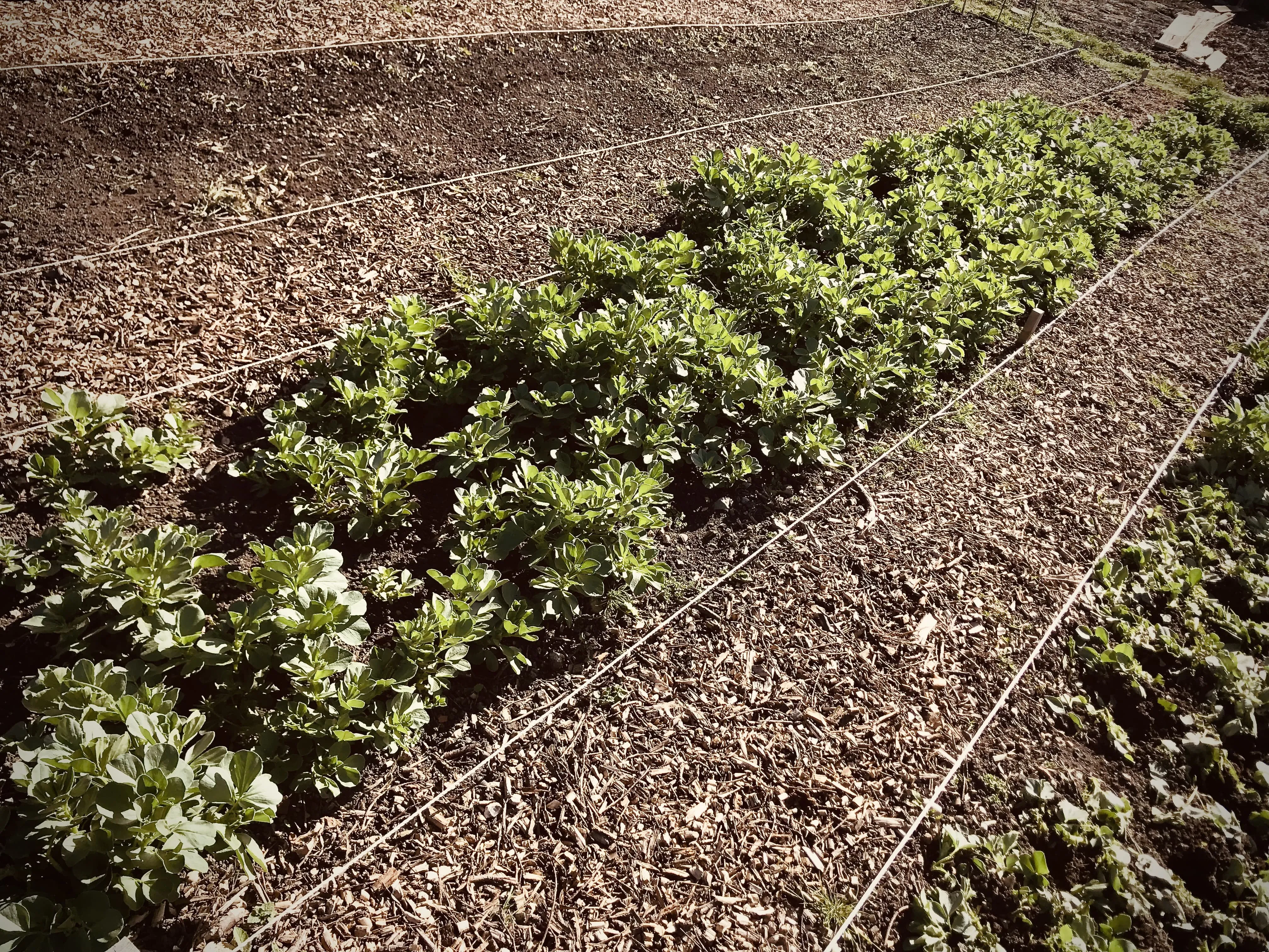 Field Bean cover crop on allotment.
