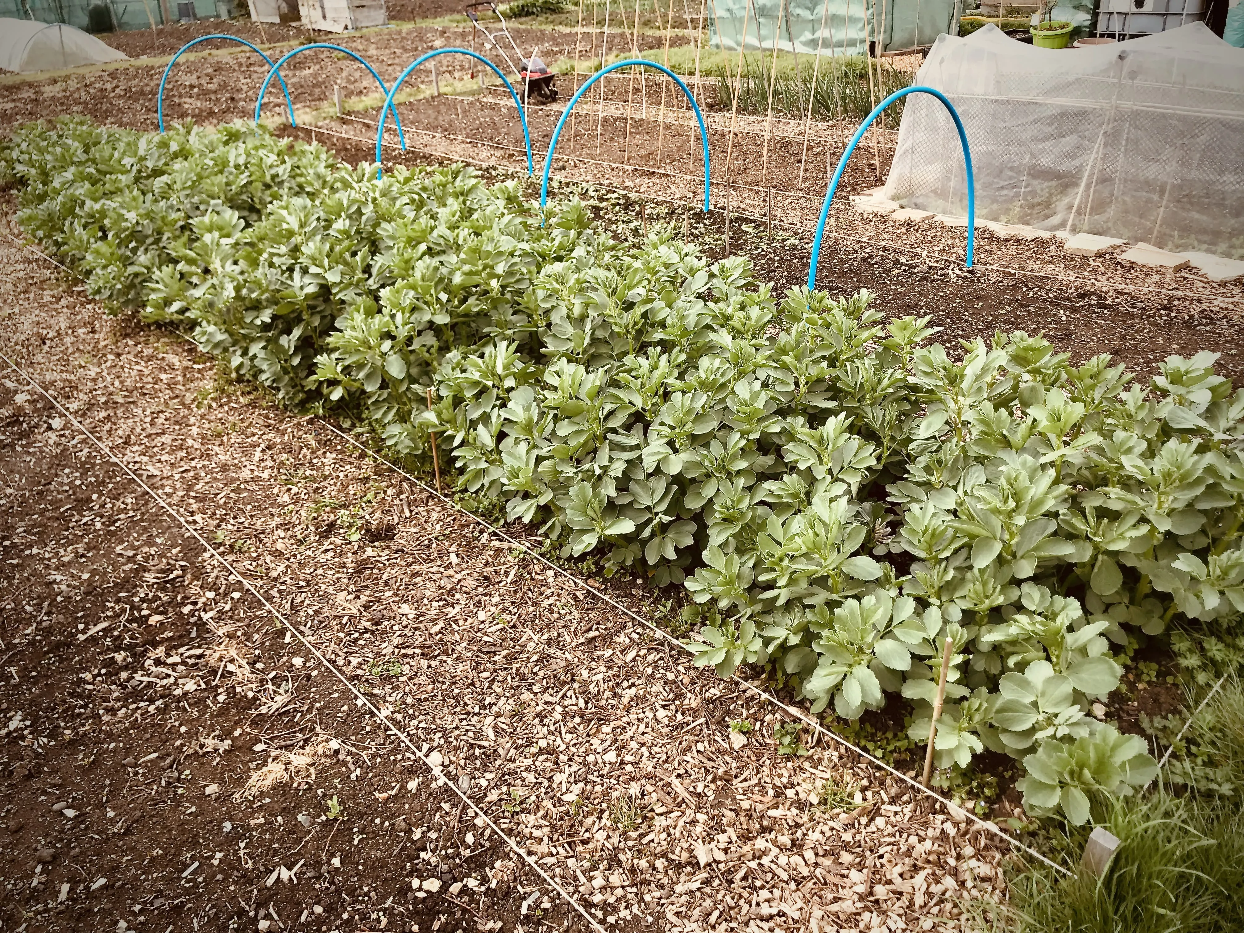 Field Bean cover crop on allotment.