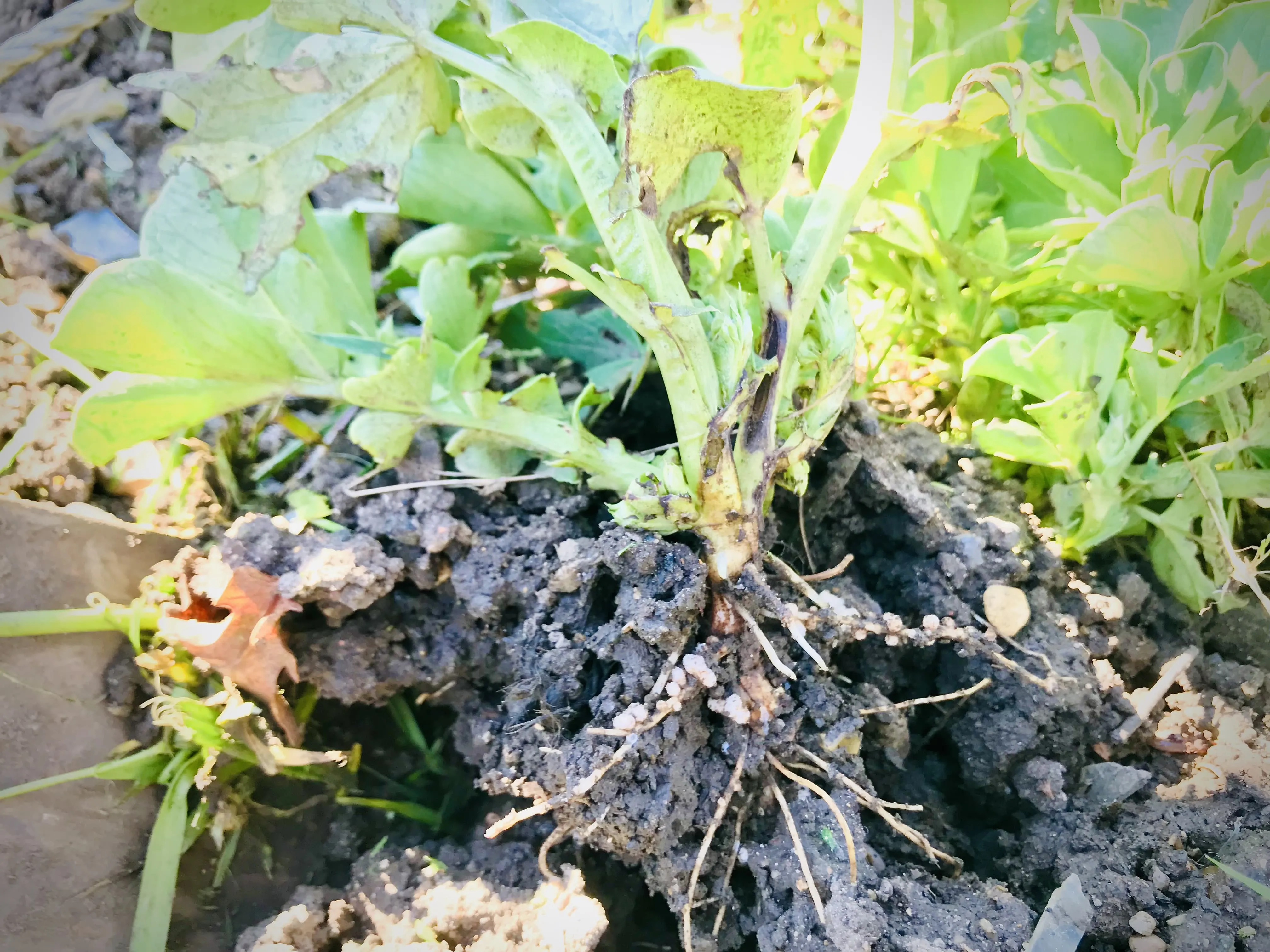 Field Bean cover crop on allotment.