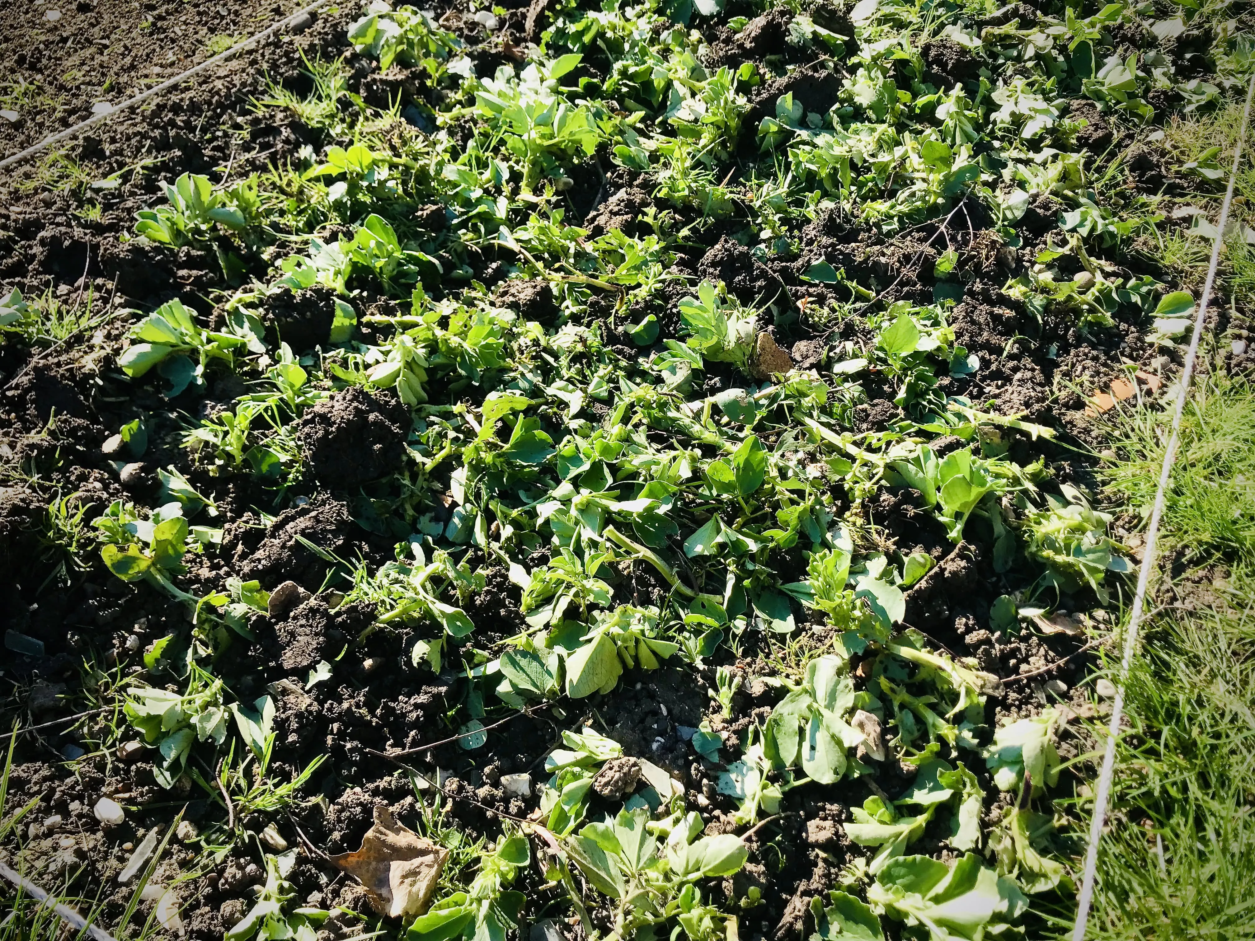 Field Bean cover crop on allotment.