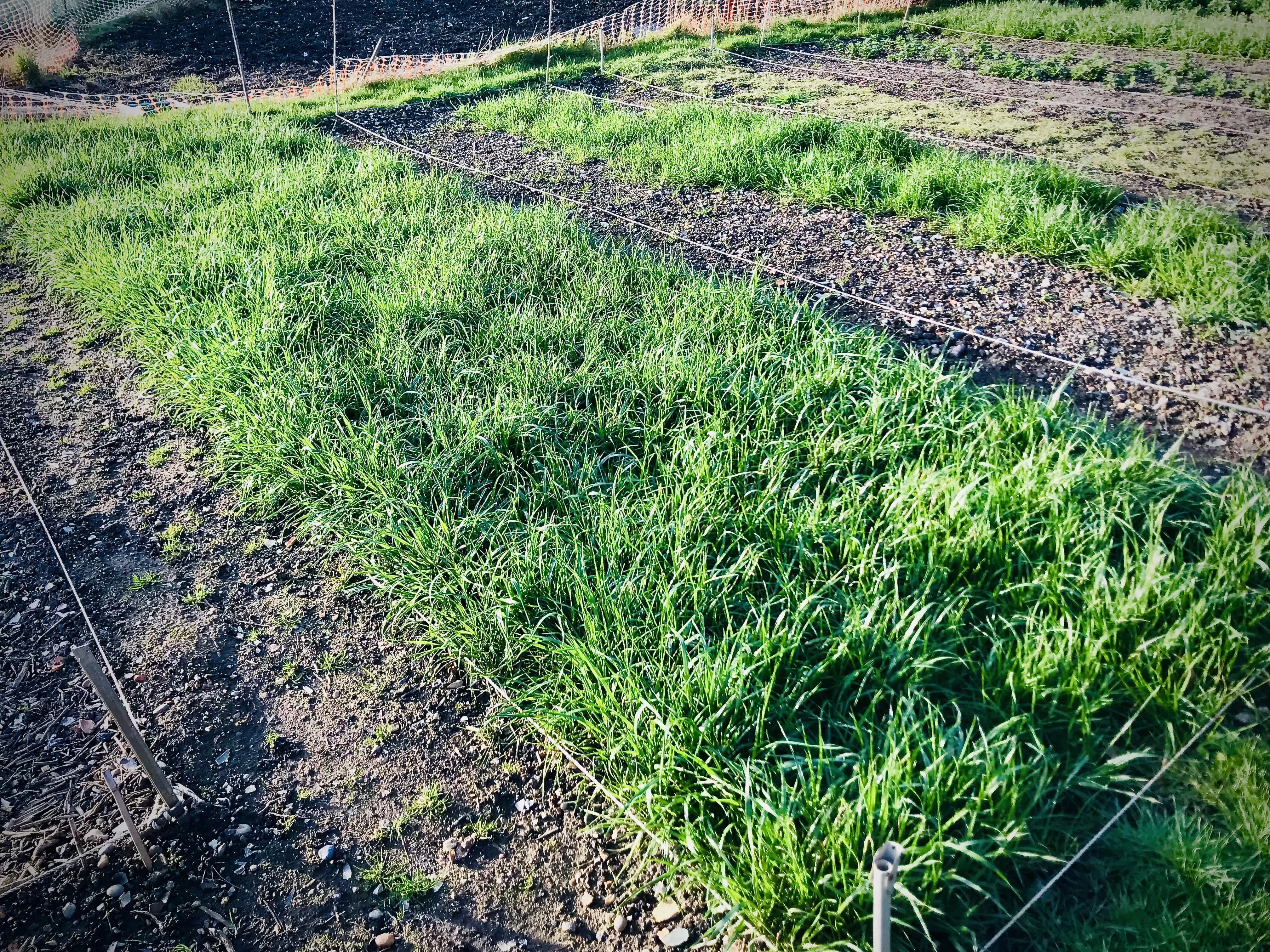 Italian ryegrass on allotment.