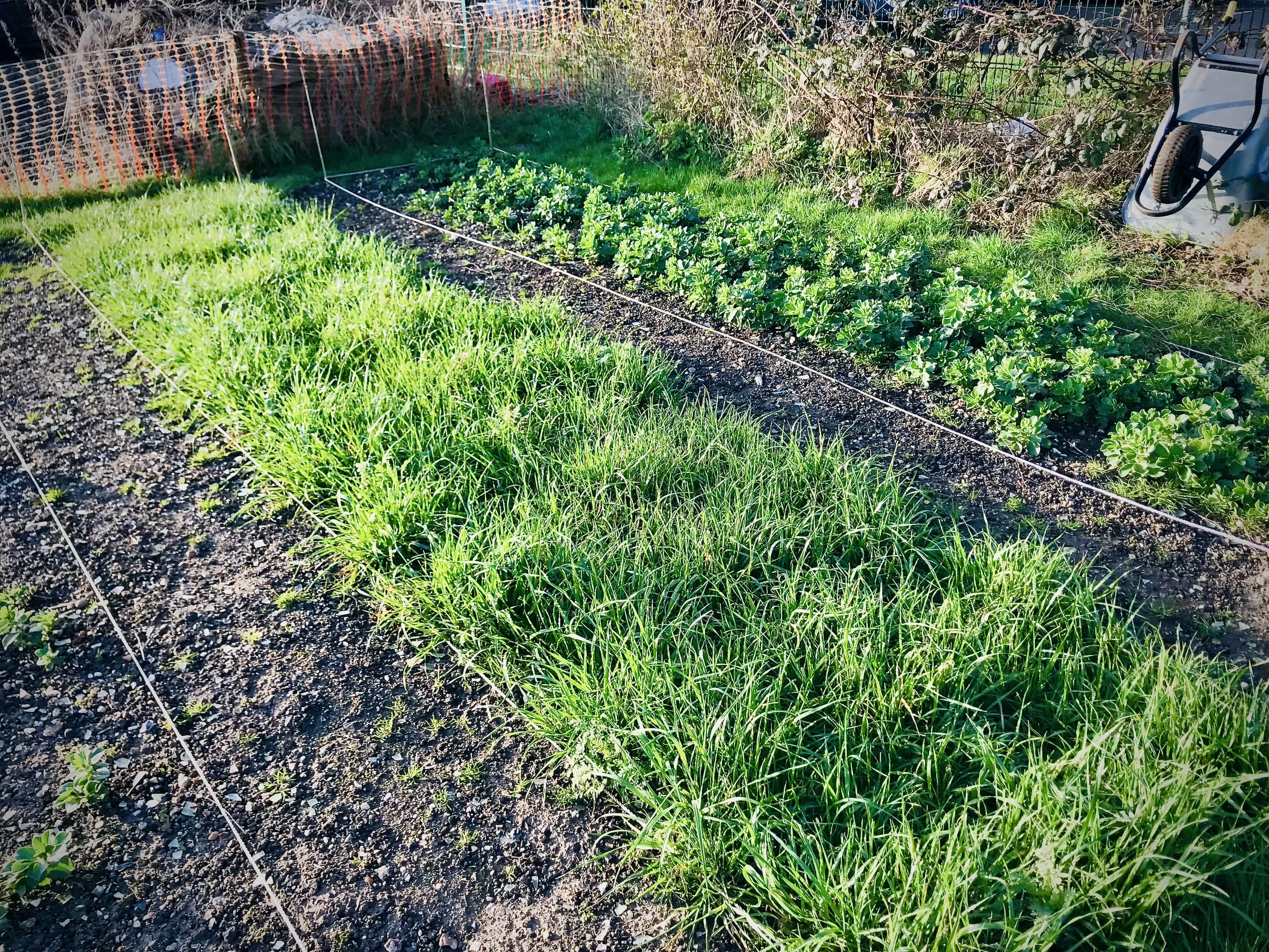 Broad beans planted out on allotment.