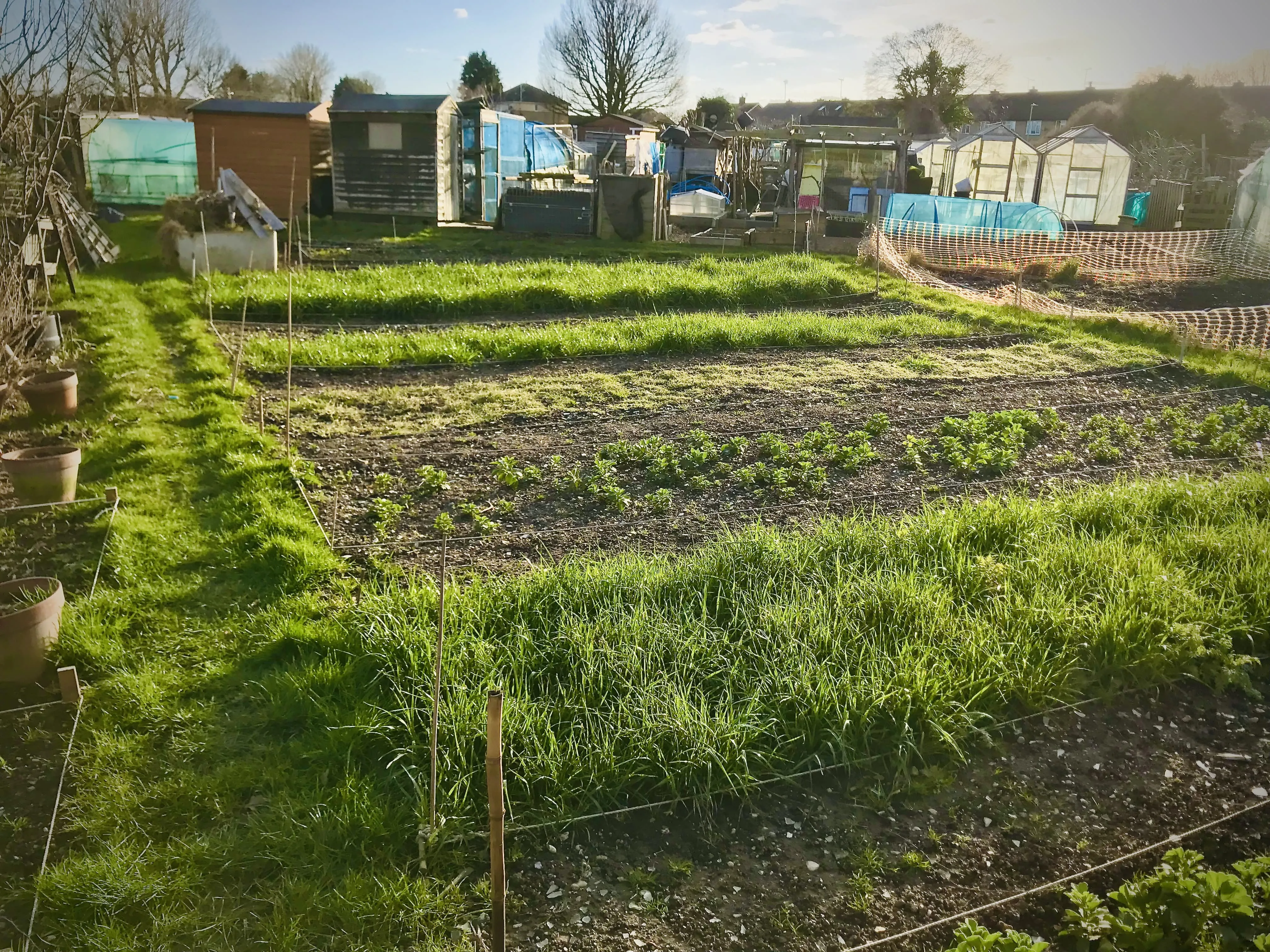 Italian ryegrass on allotment.