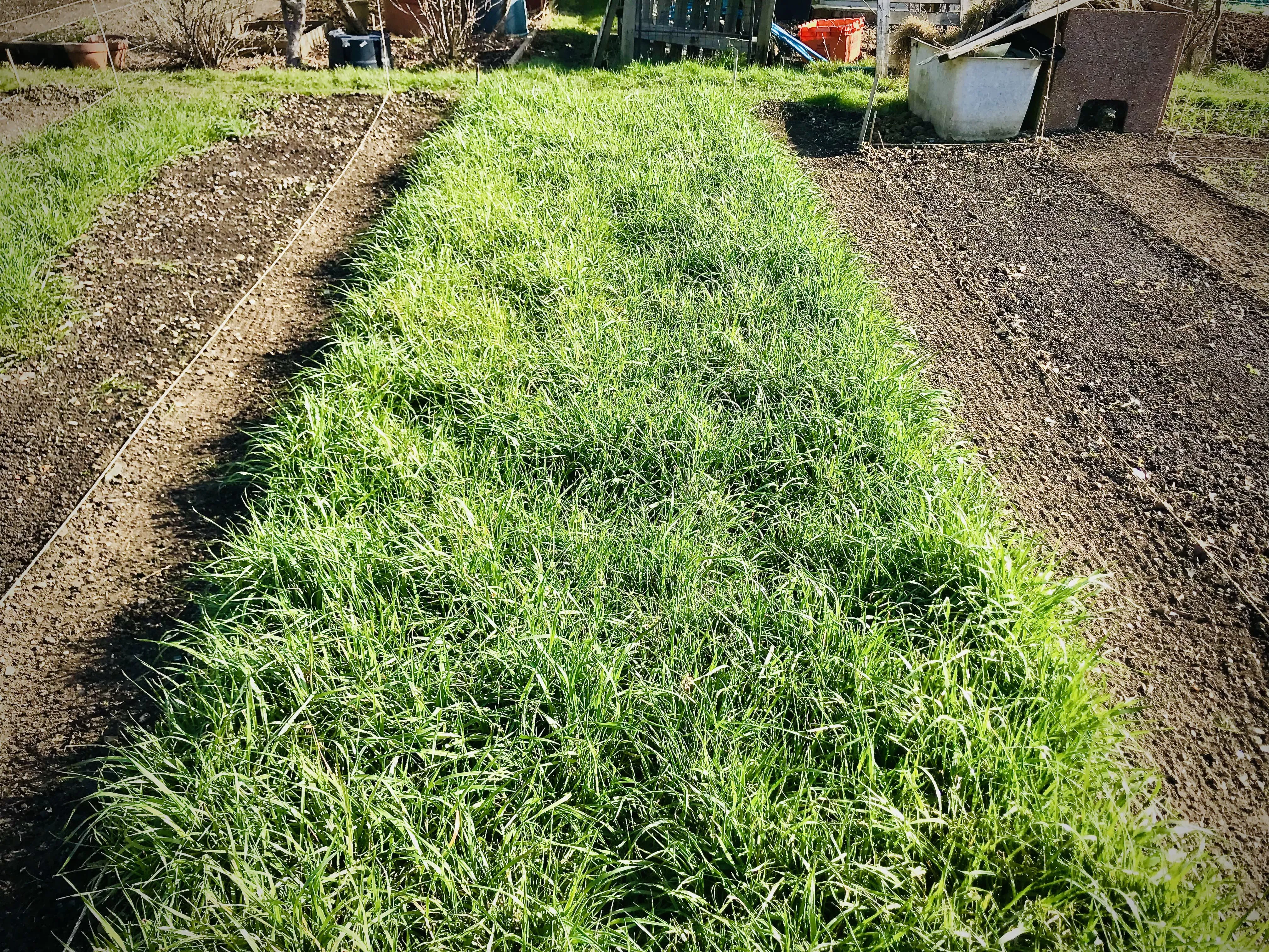 Broad beans planted out on allotment.