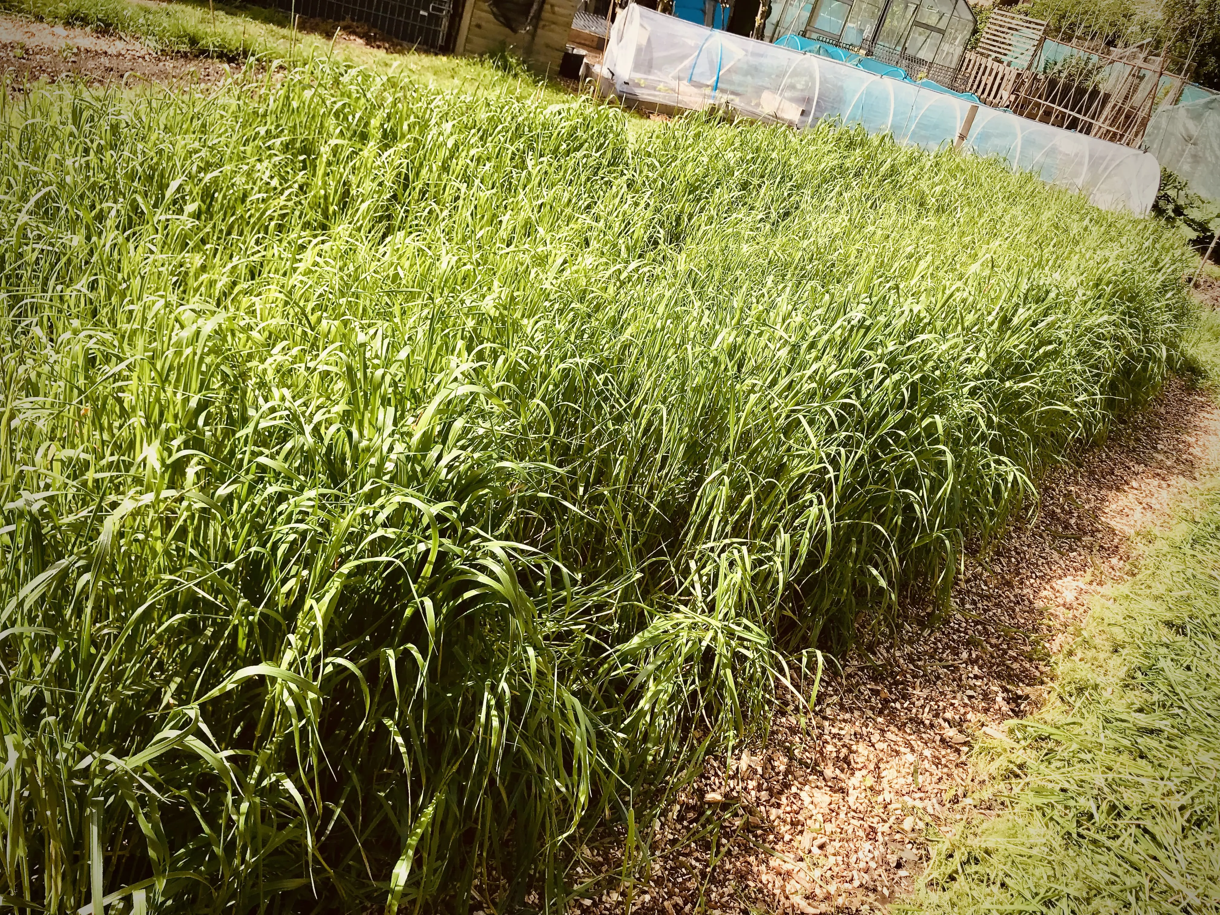 Italian ryegrass on allotment.