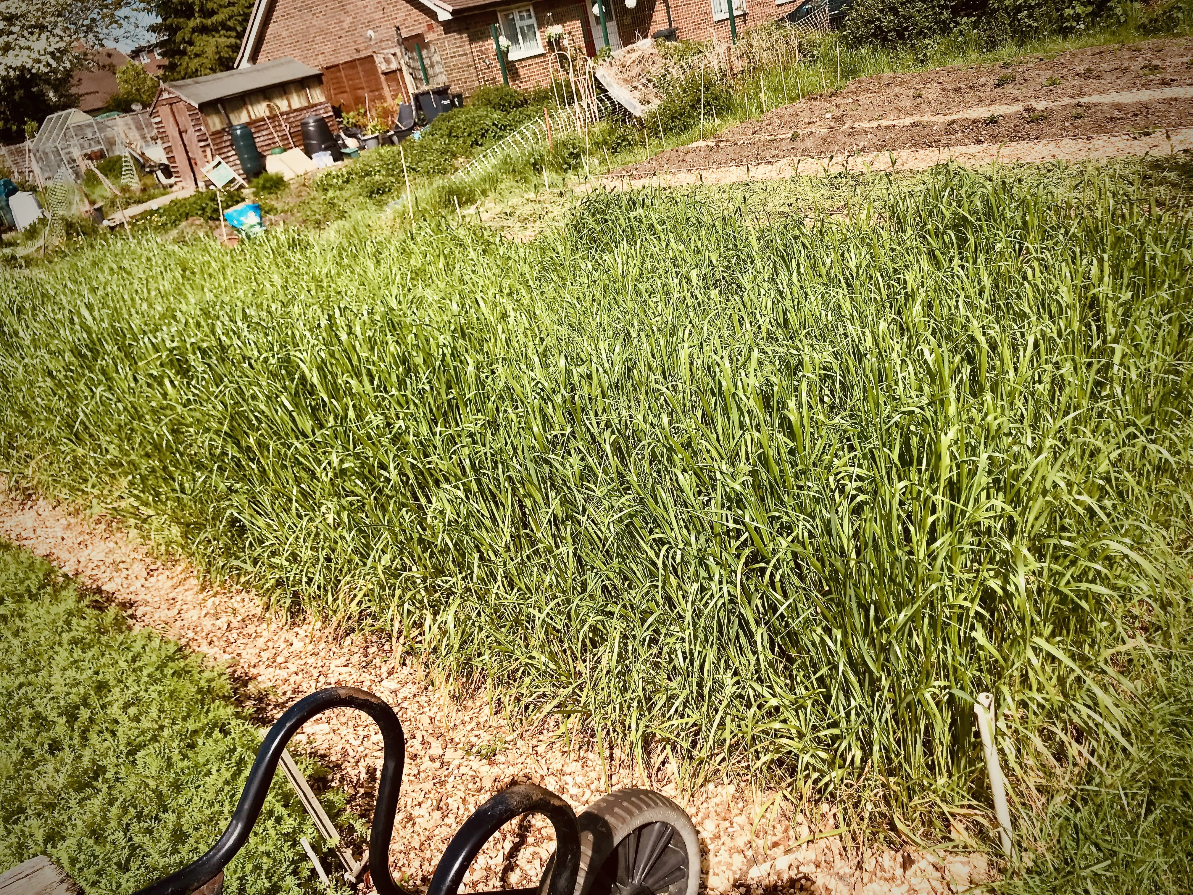 Broad beans planted out on allotment.