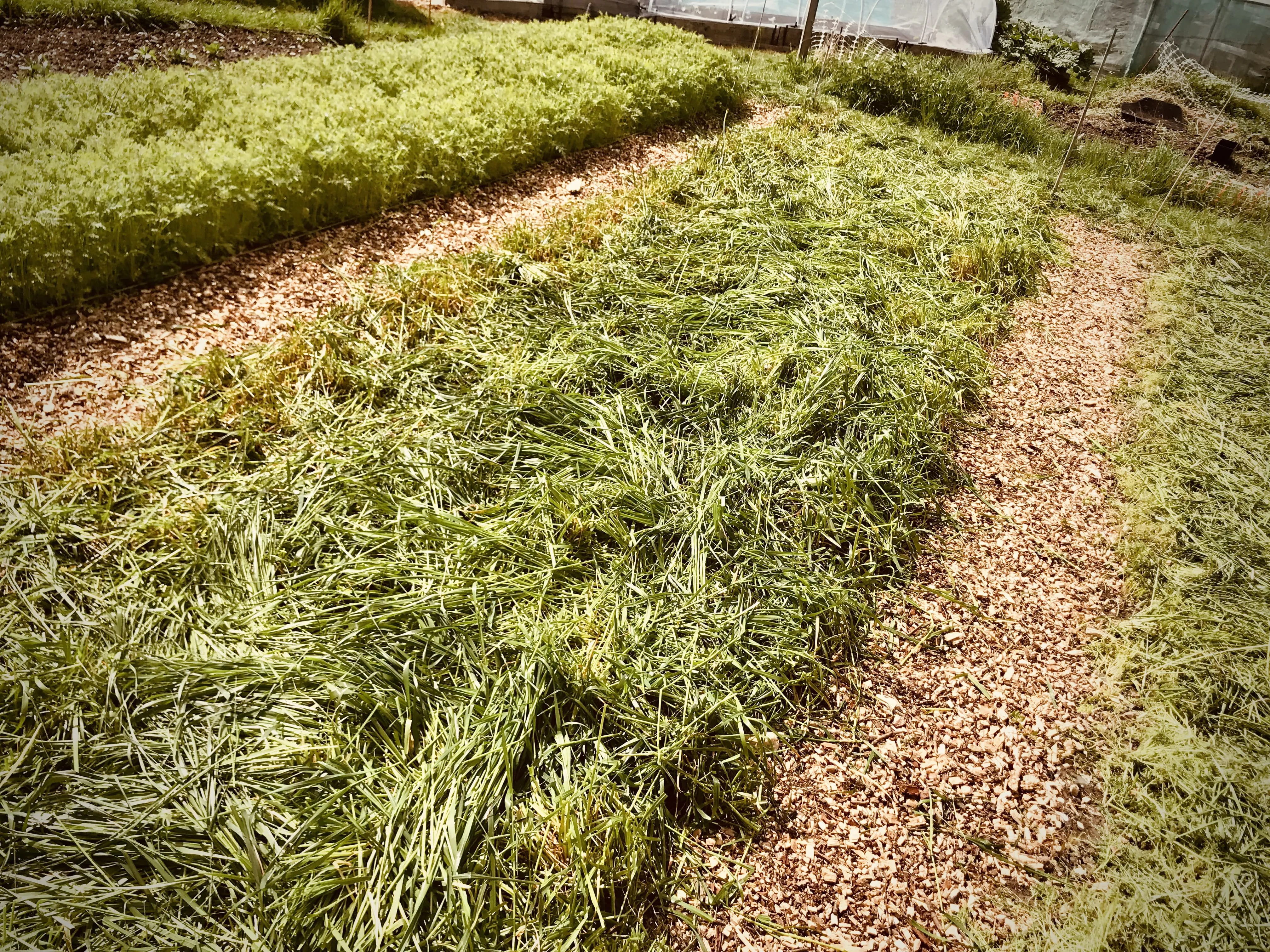 Italian ryegrass on allotment.