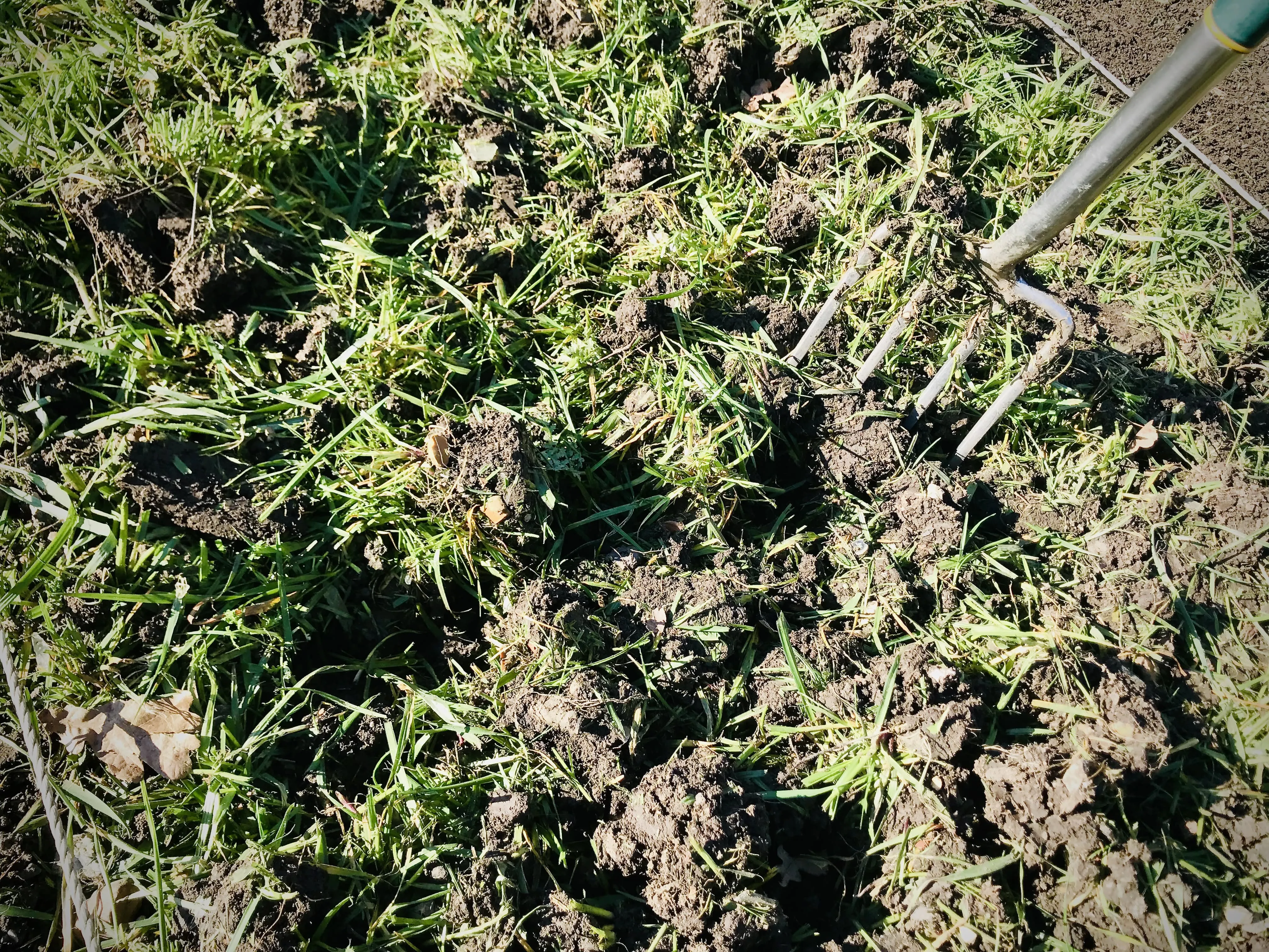 Broad beans planted out on allotment.