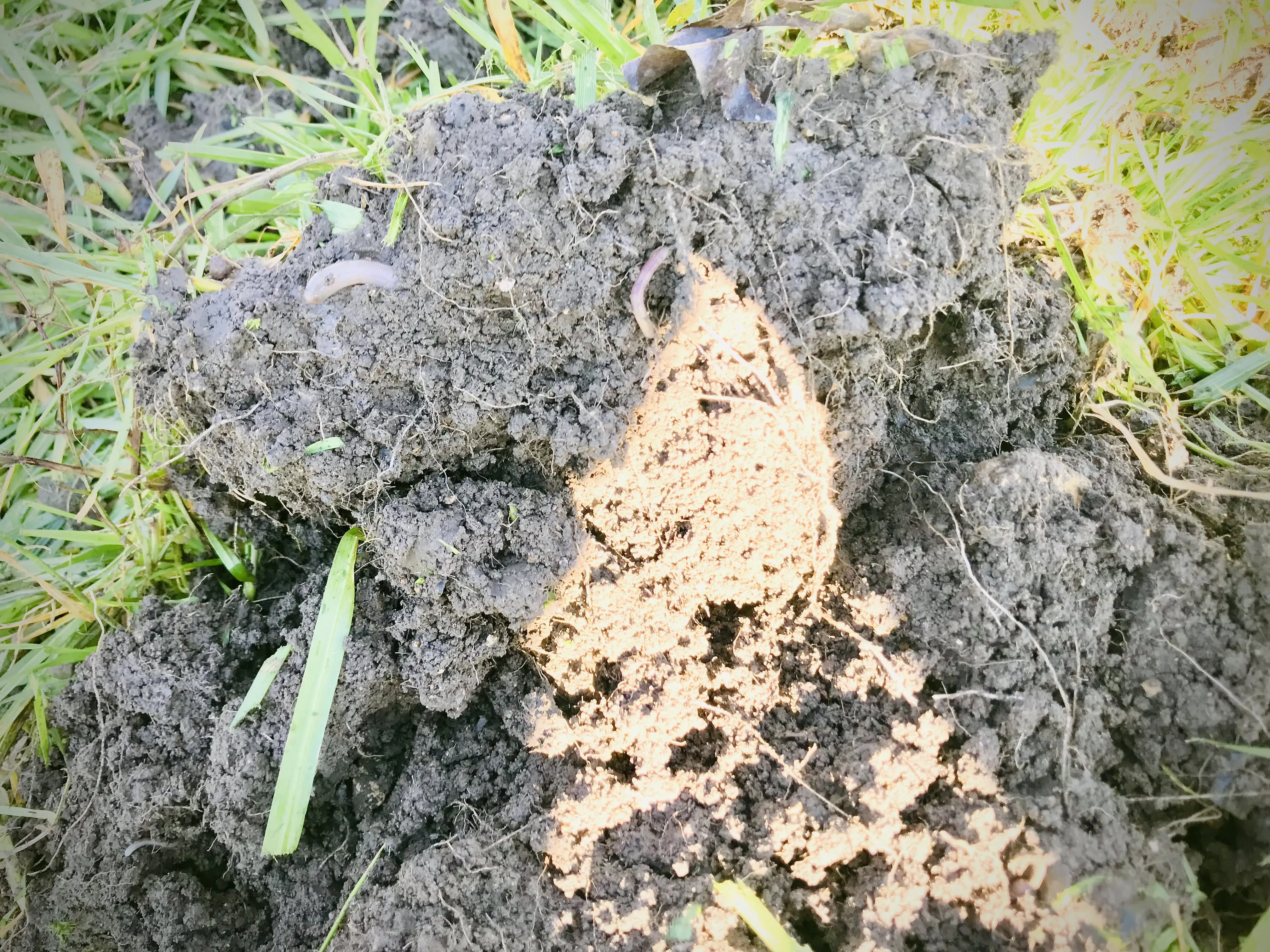 Italian Ryegrass roots.