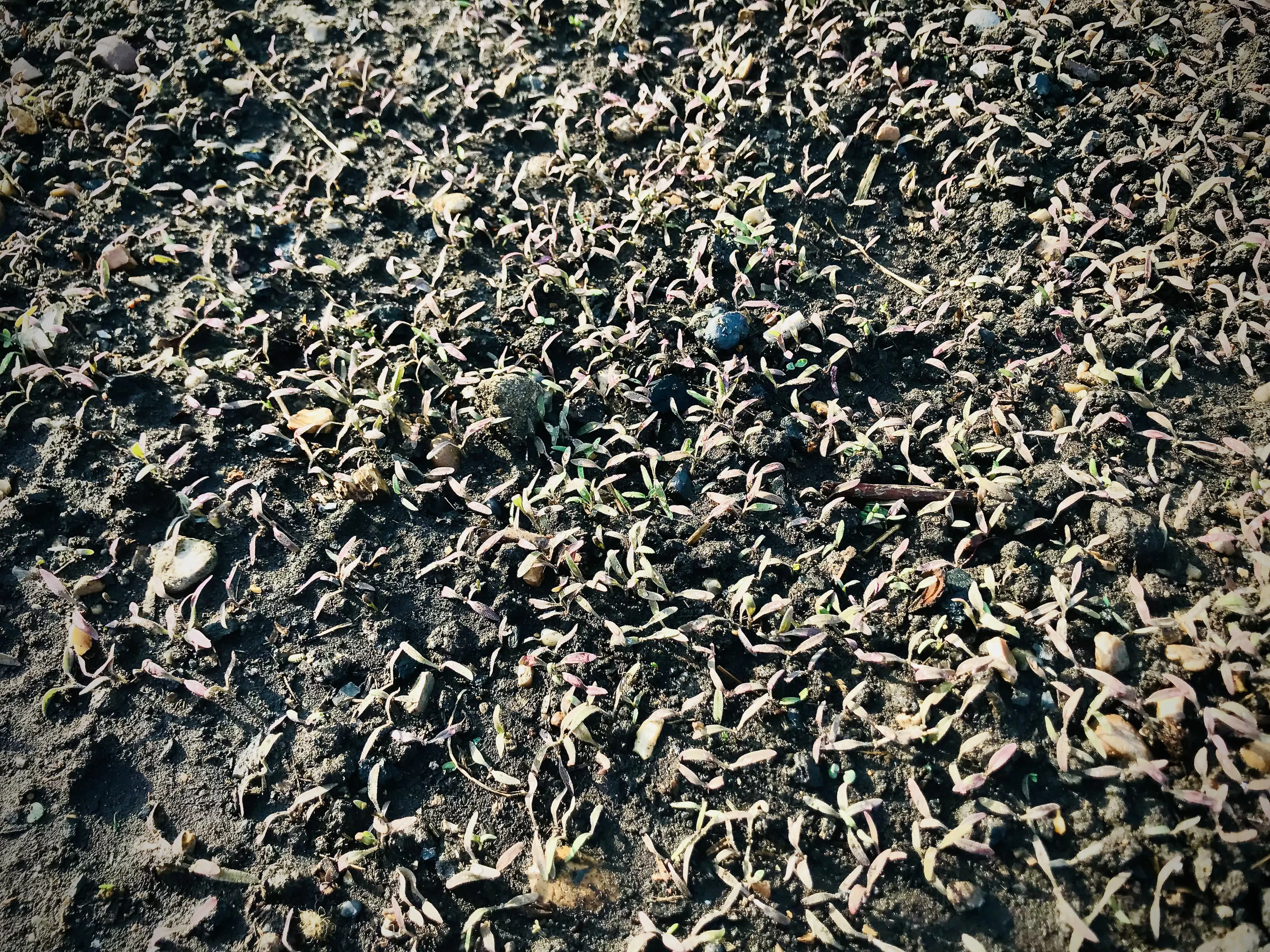 Phacelia seedlings on the allotment.