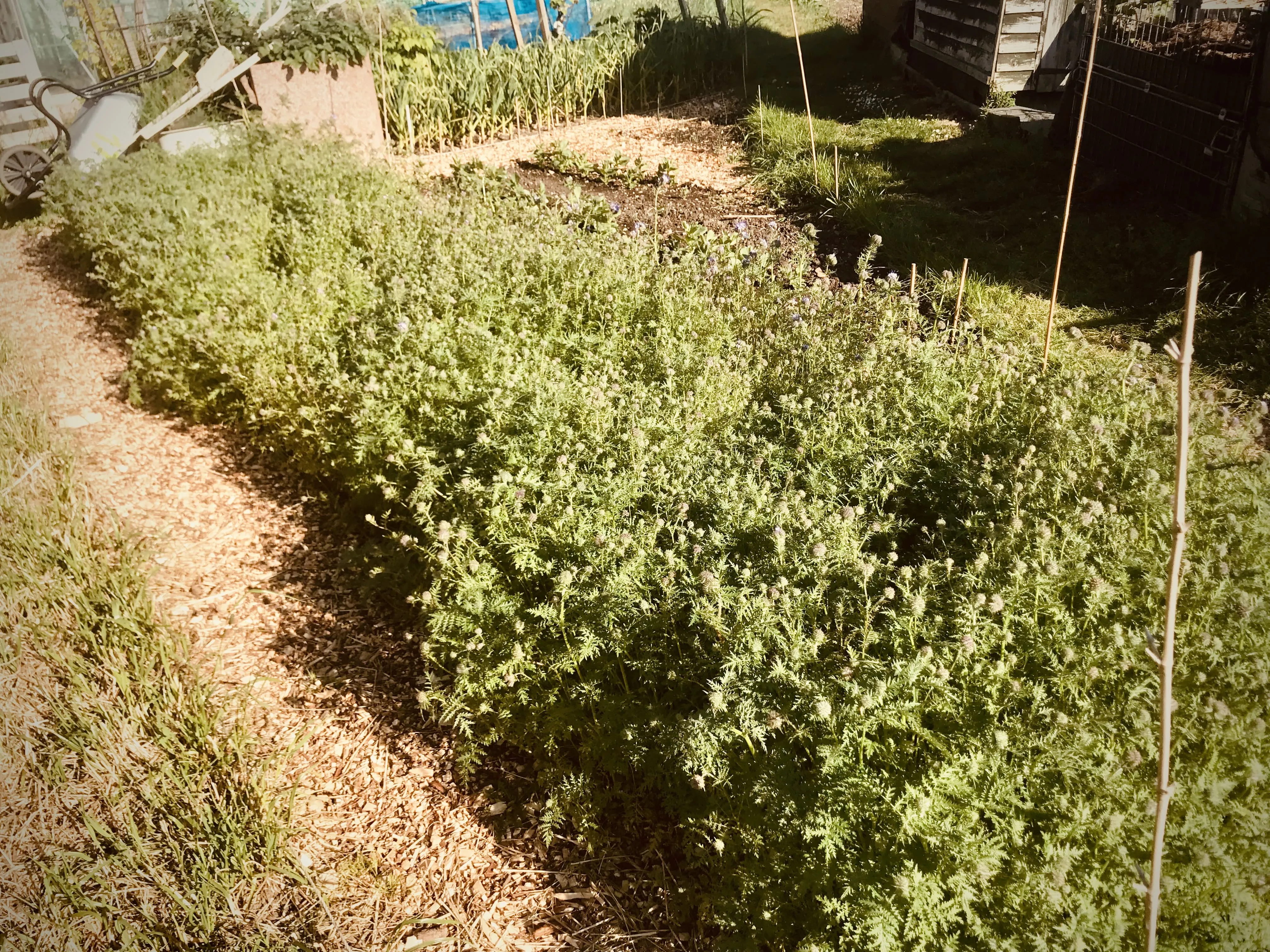 Phacelia about five weeks after sowing.
