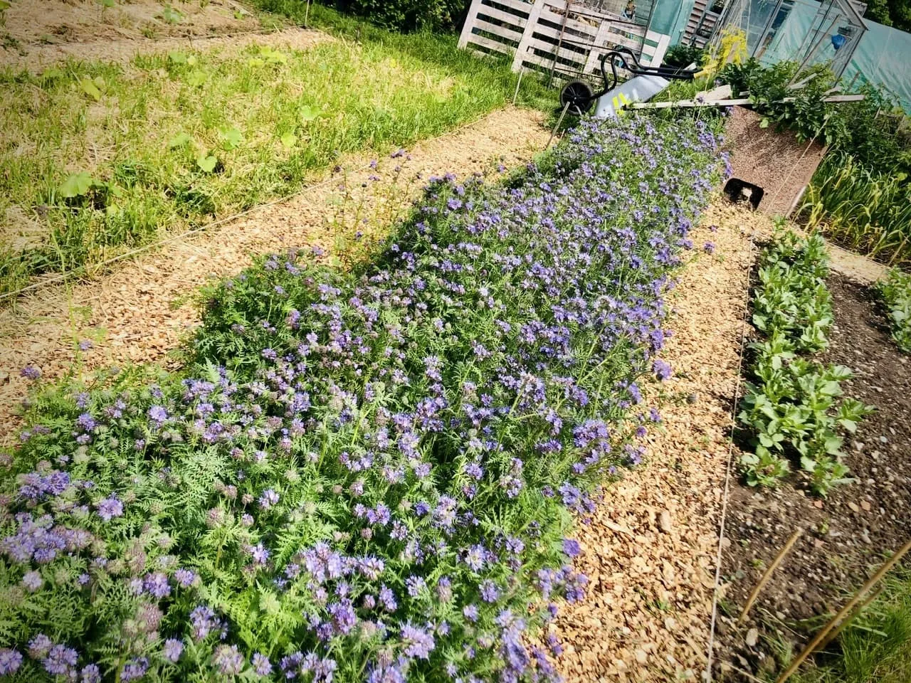 Phacelia on the allotment.