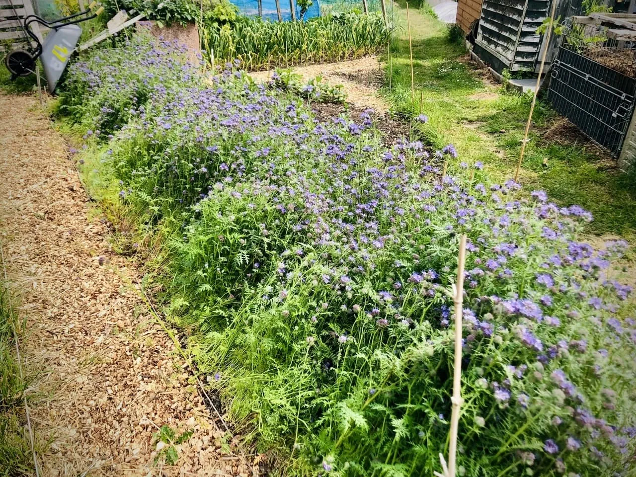 Phacelia on the allotment.