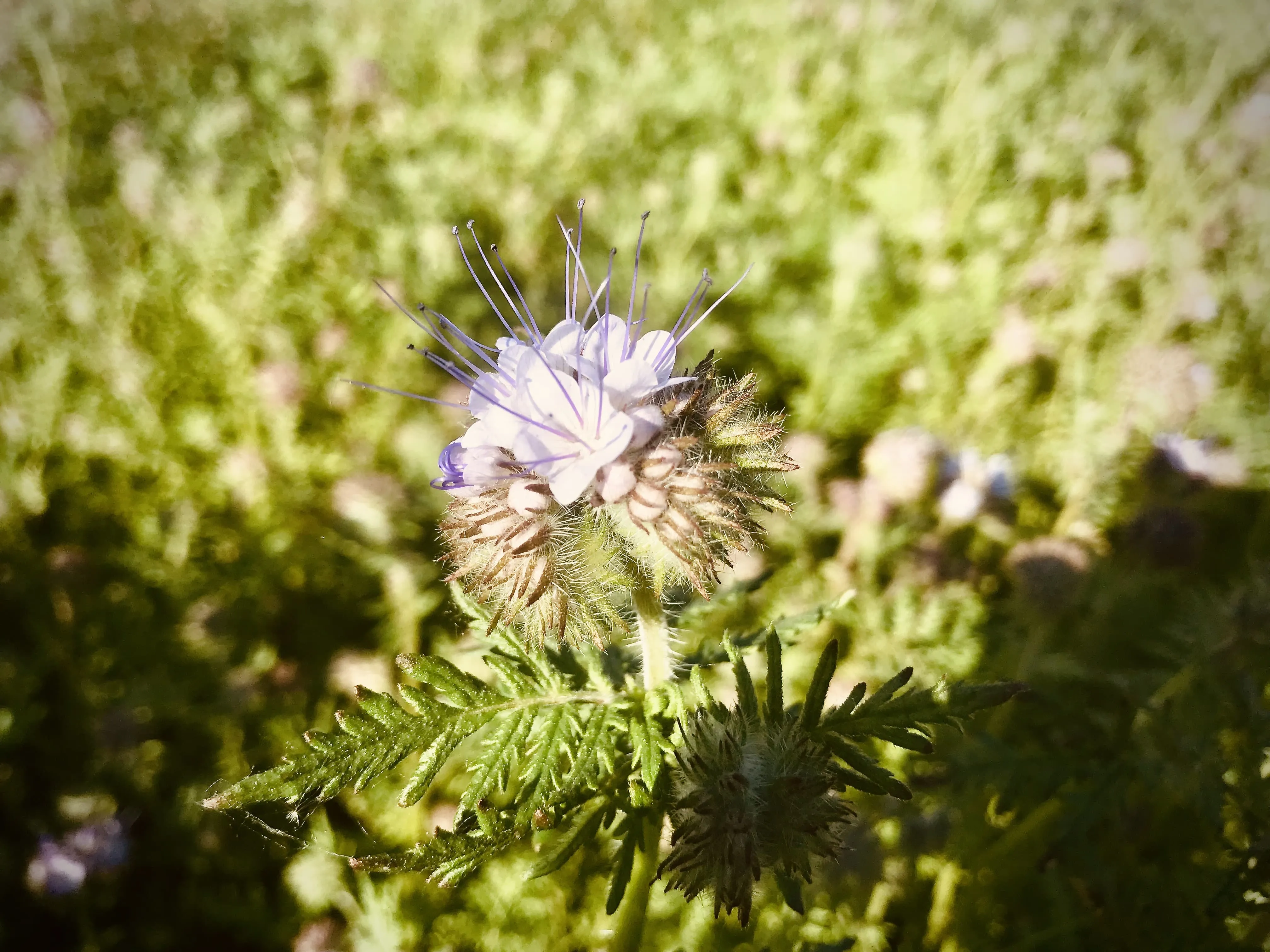Phacelia close up.