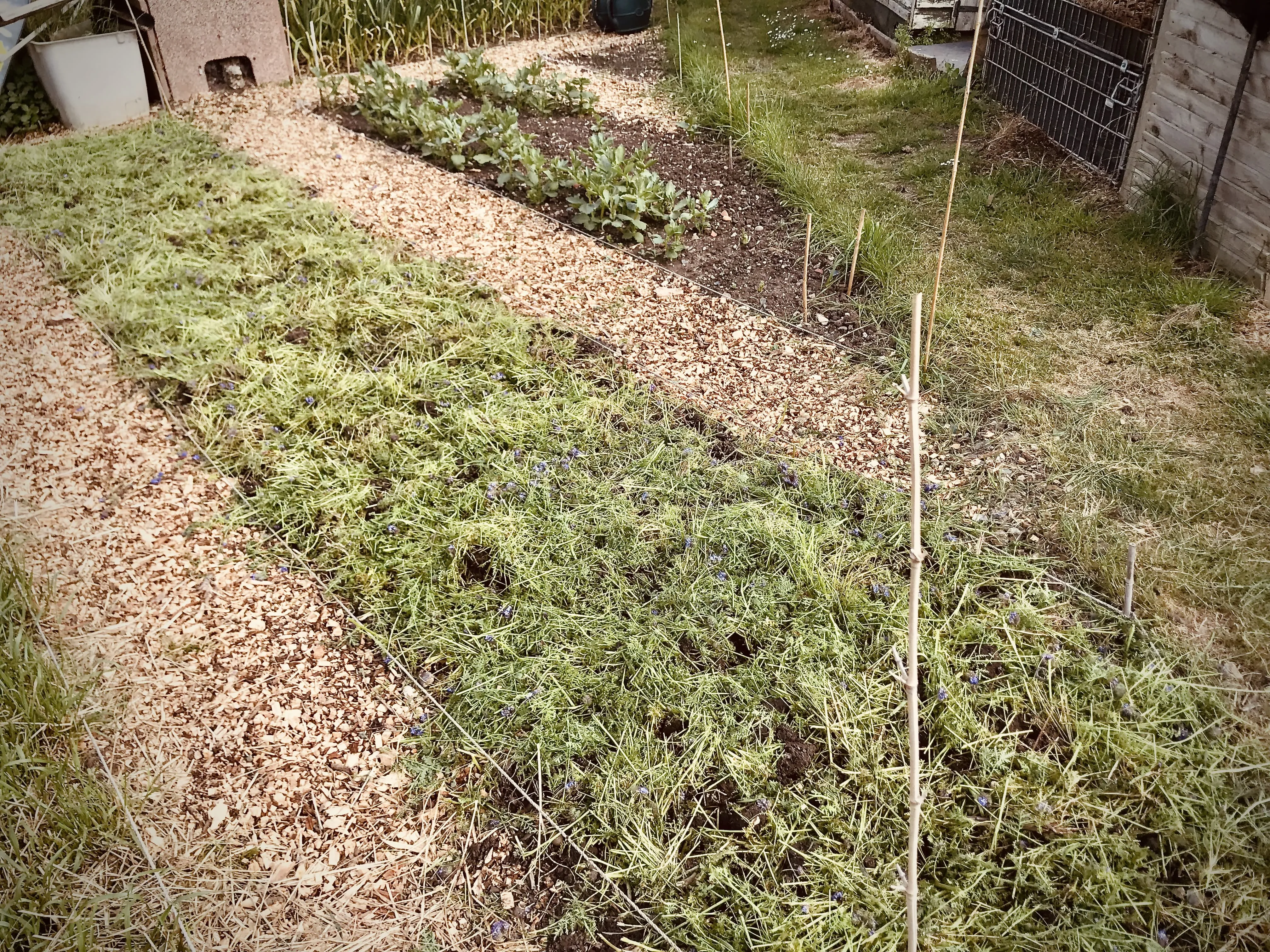 Phacelia chopped down on allotment.