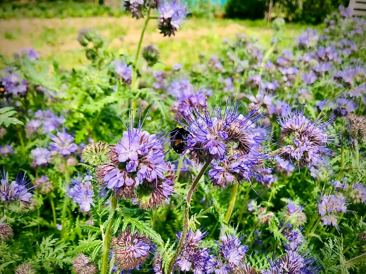 Phacelia cover crop with a bee up close.
