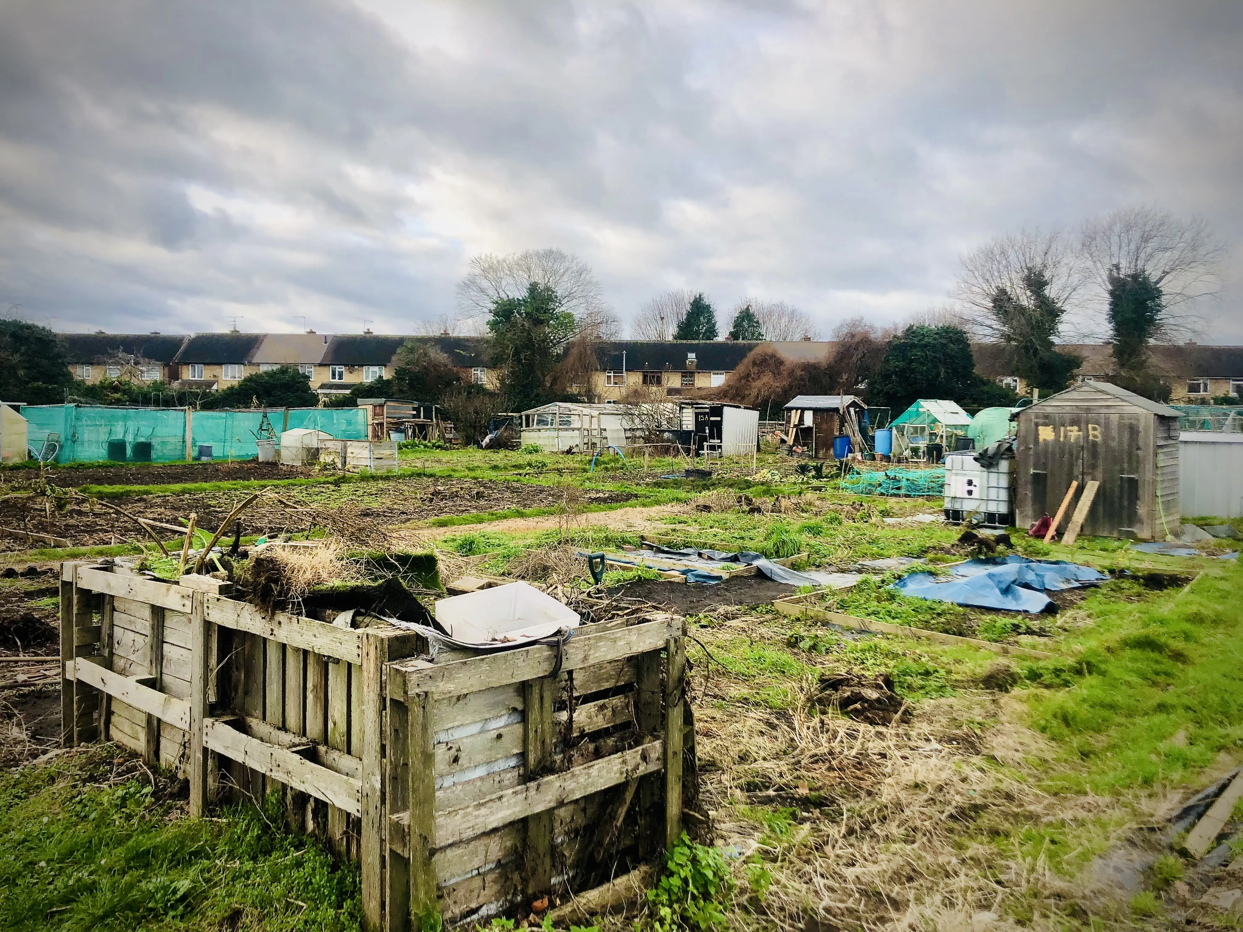 Allotment plot covered in weeds