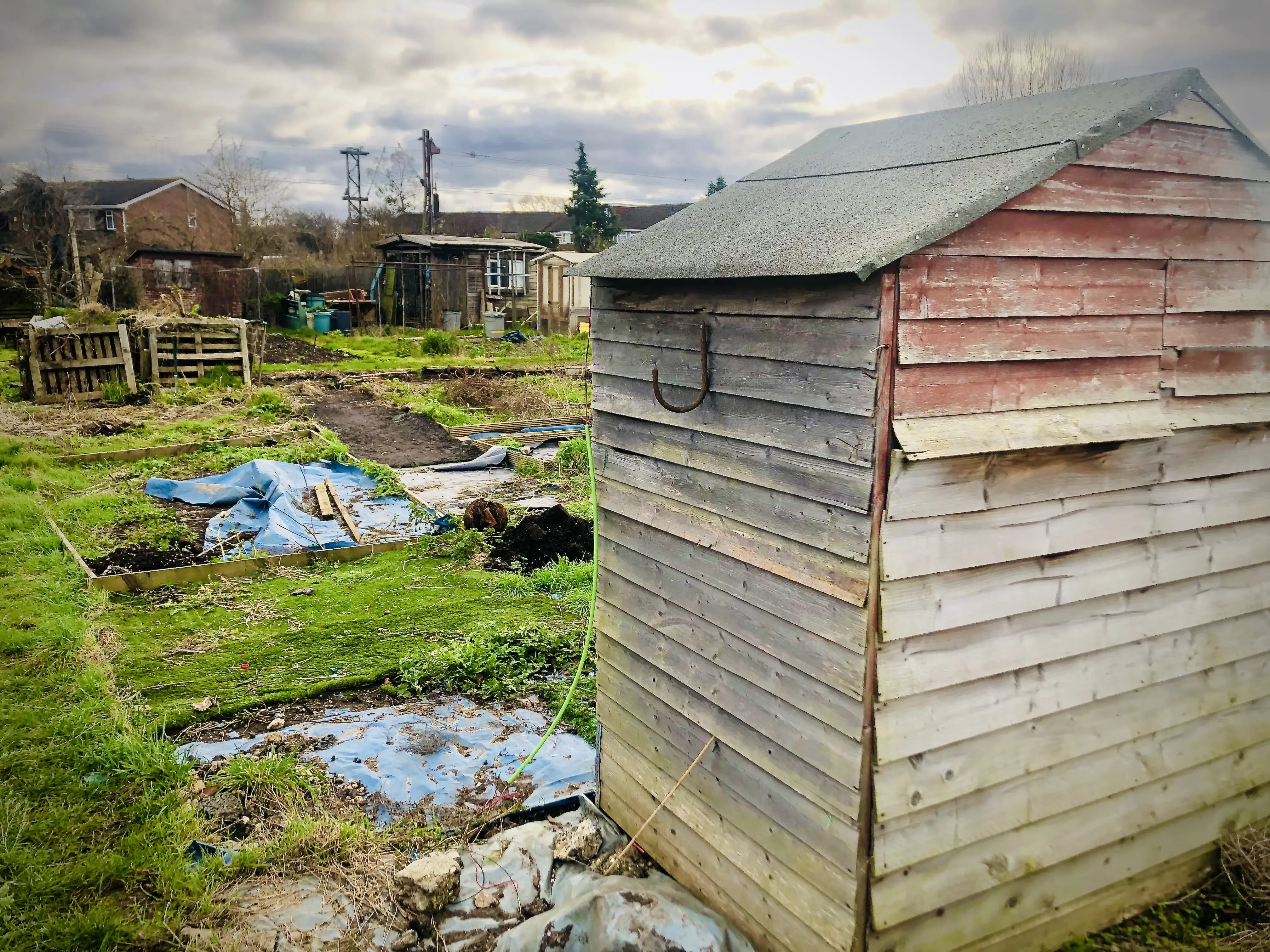 Shed on unkempt allotment plot.