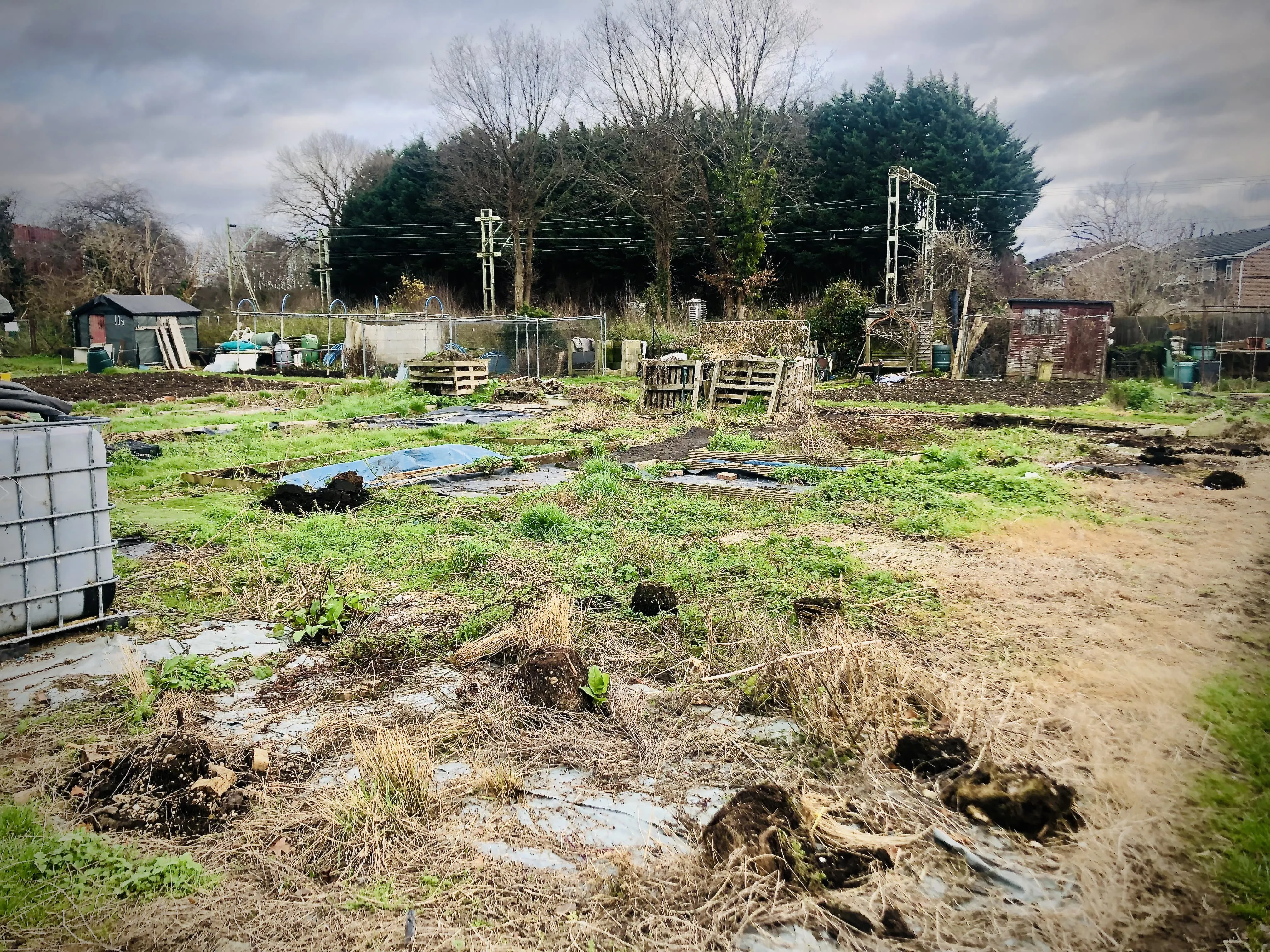 Allotment plot before clearing.