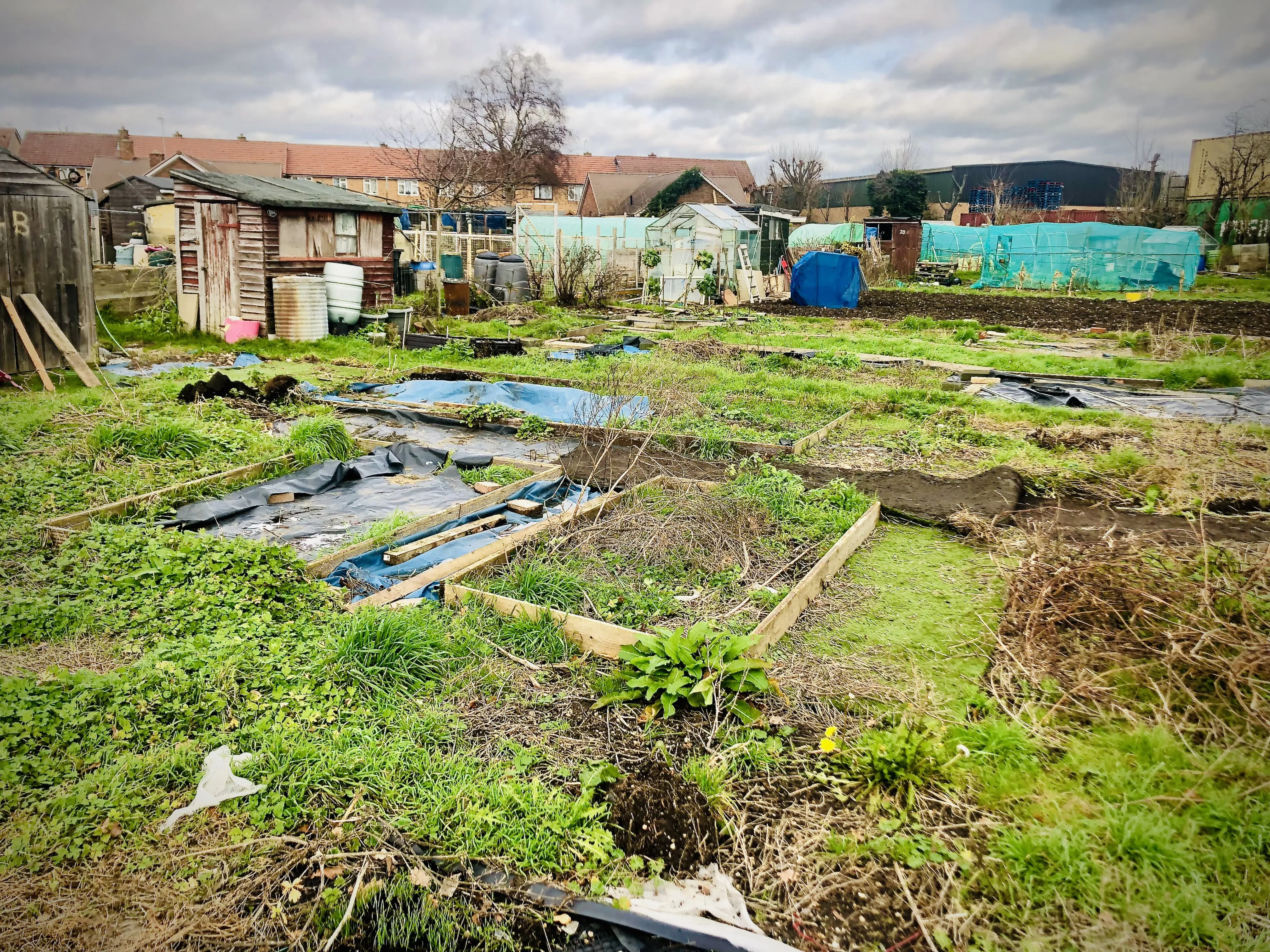 Allotment plot before clearing.