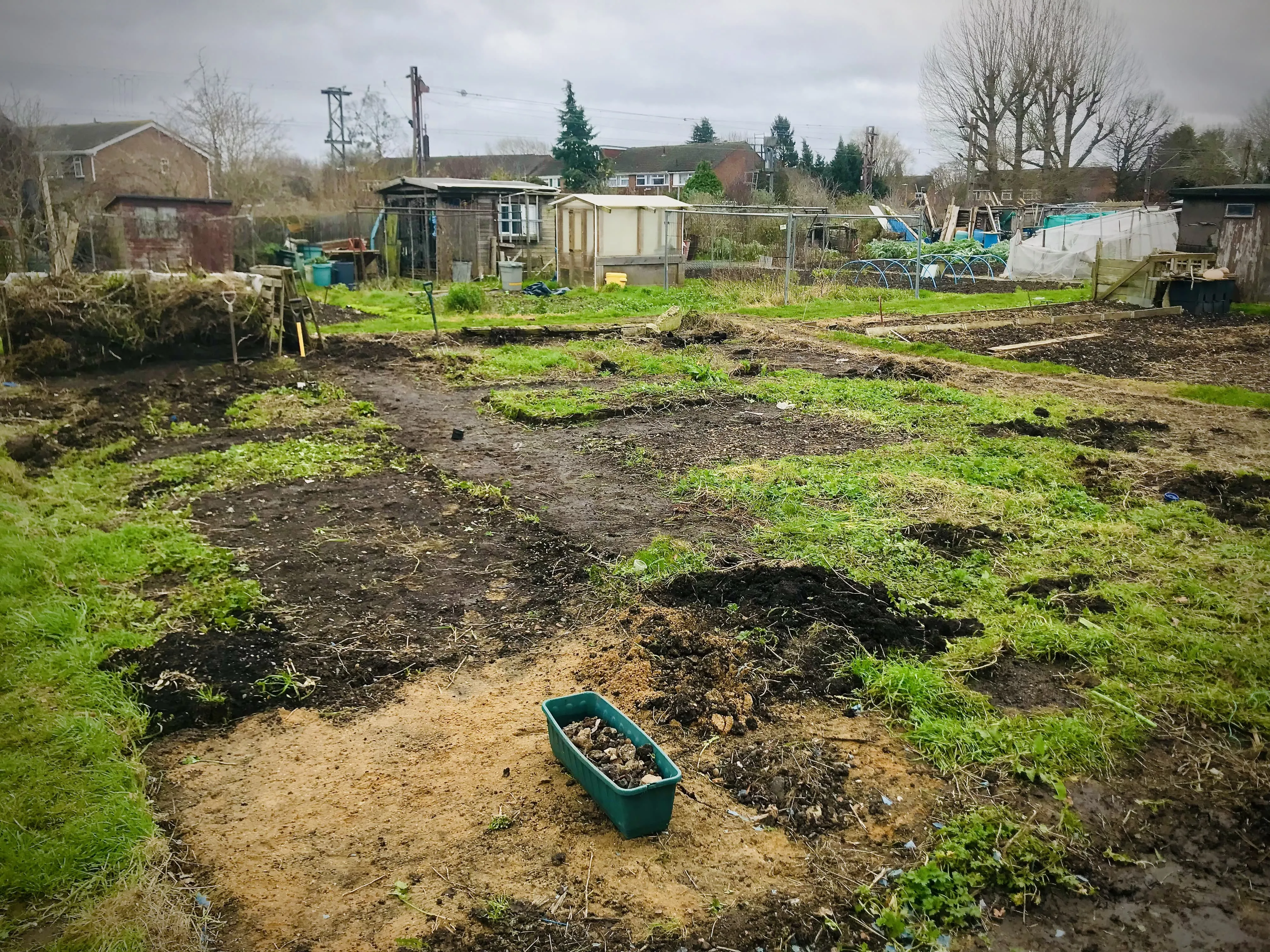 Shed on unkempt allotment plot.