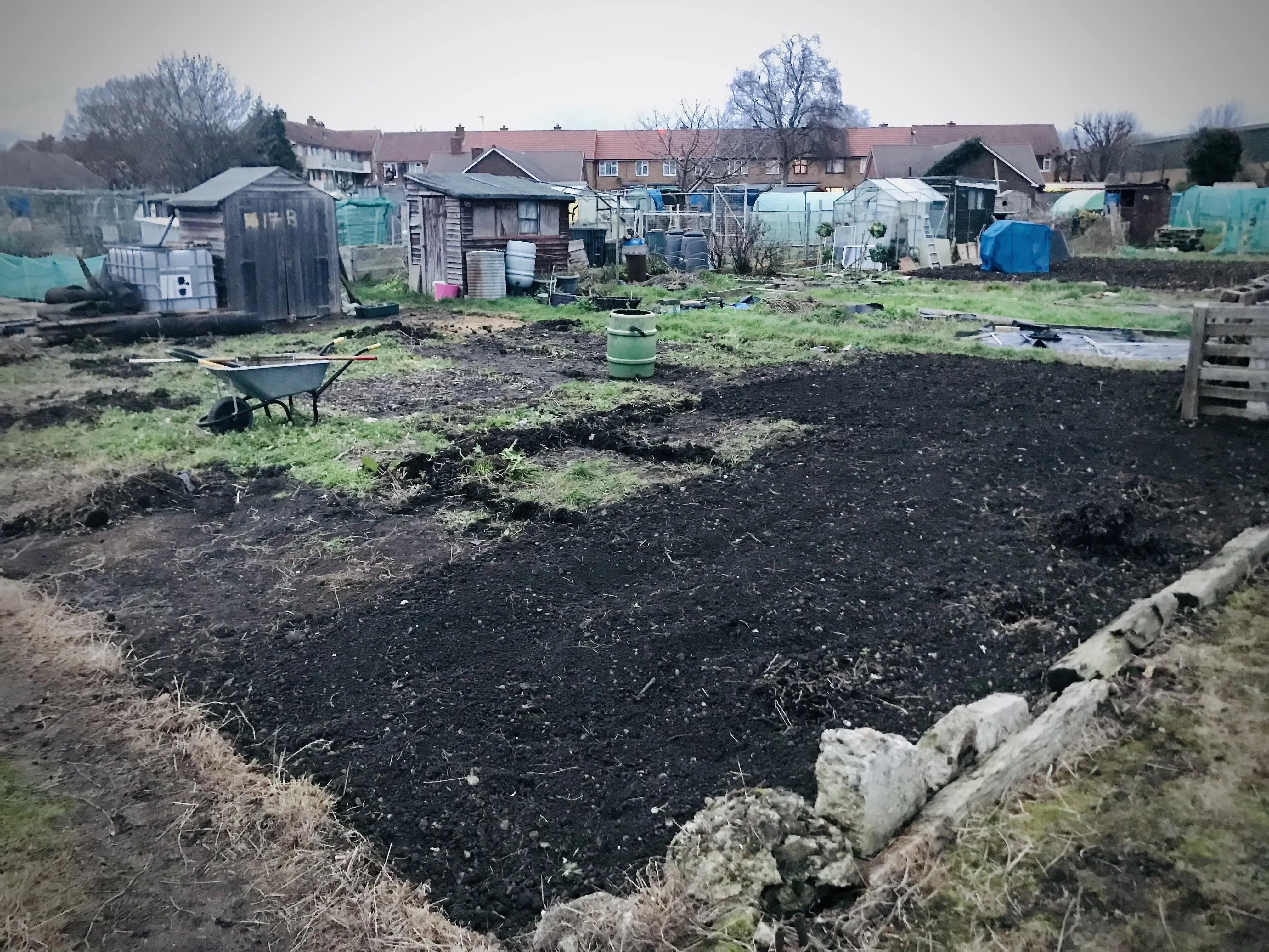 Allotment plot before clearing.