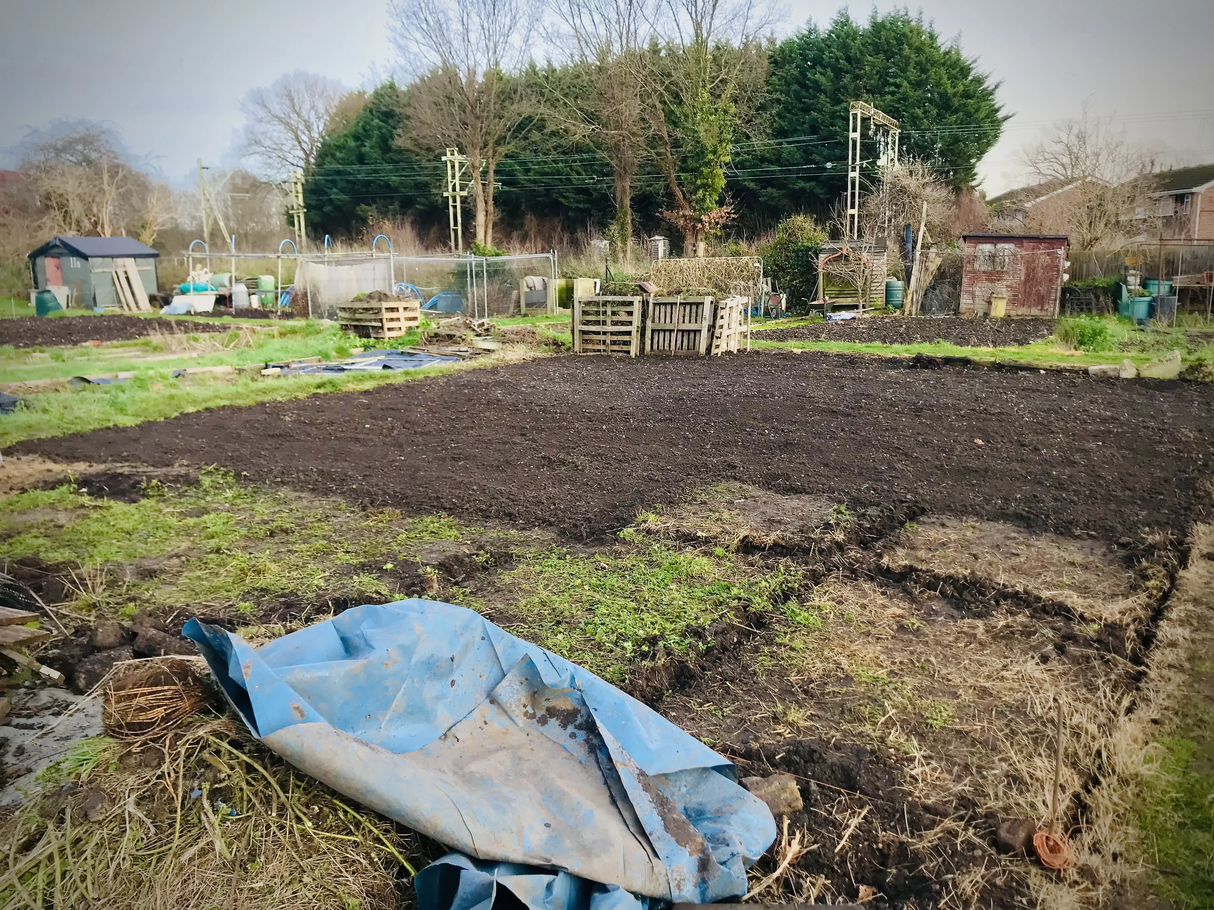 Allotment plot before clearing.