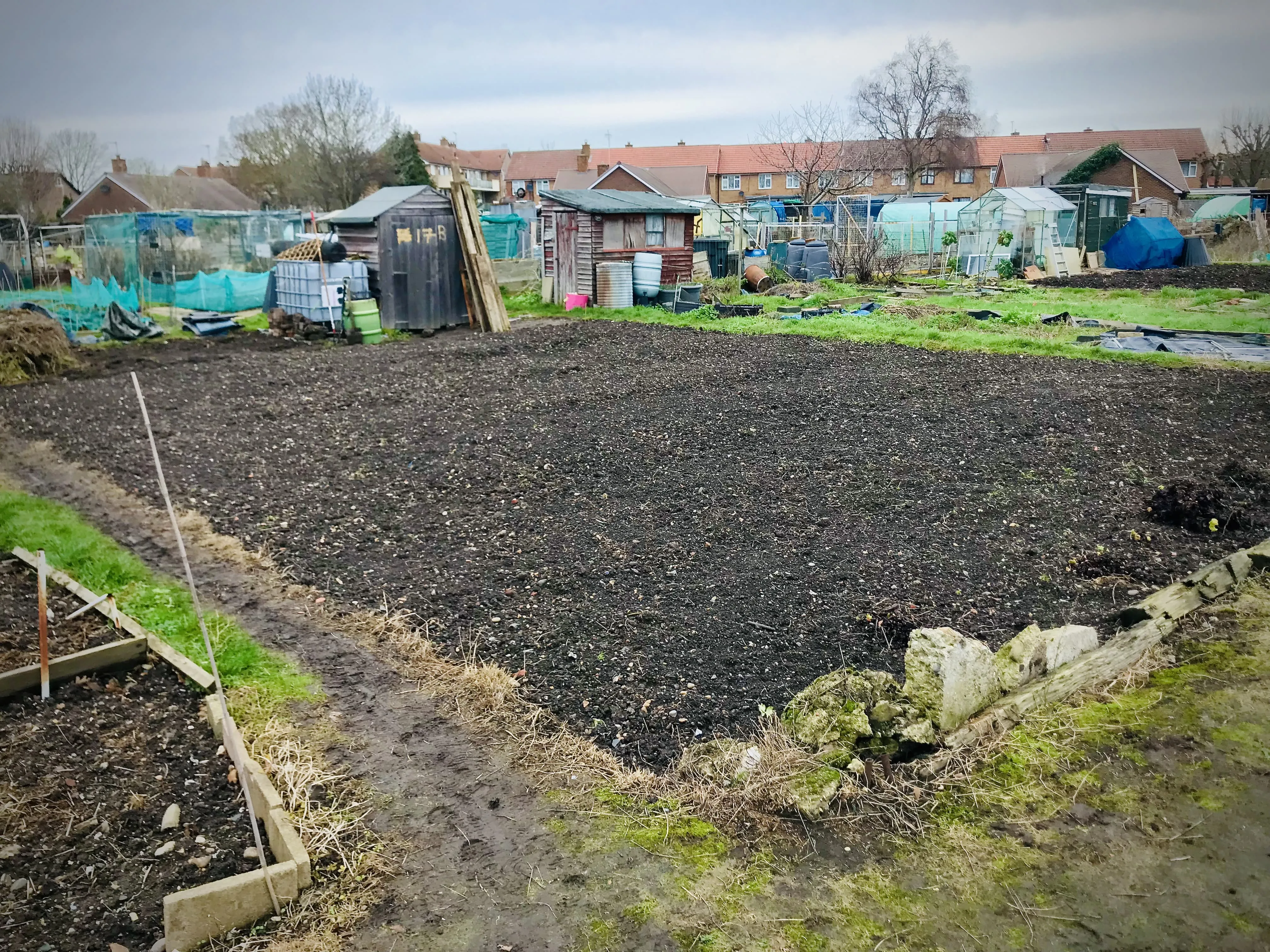 Shed on unkempt allotment plot.