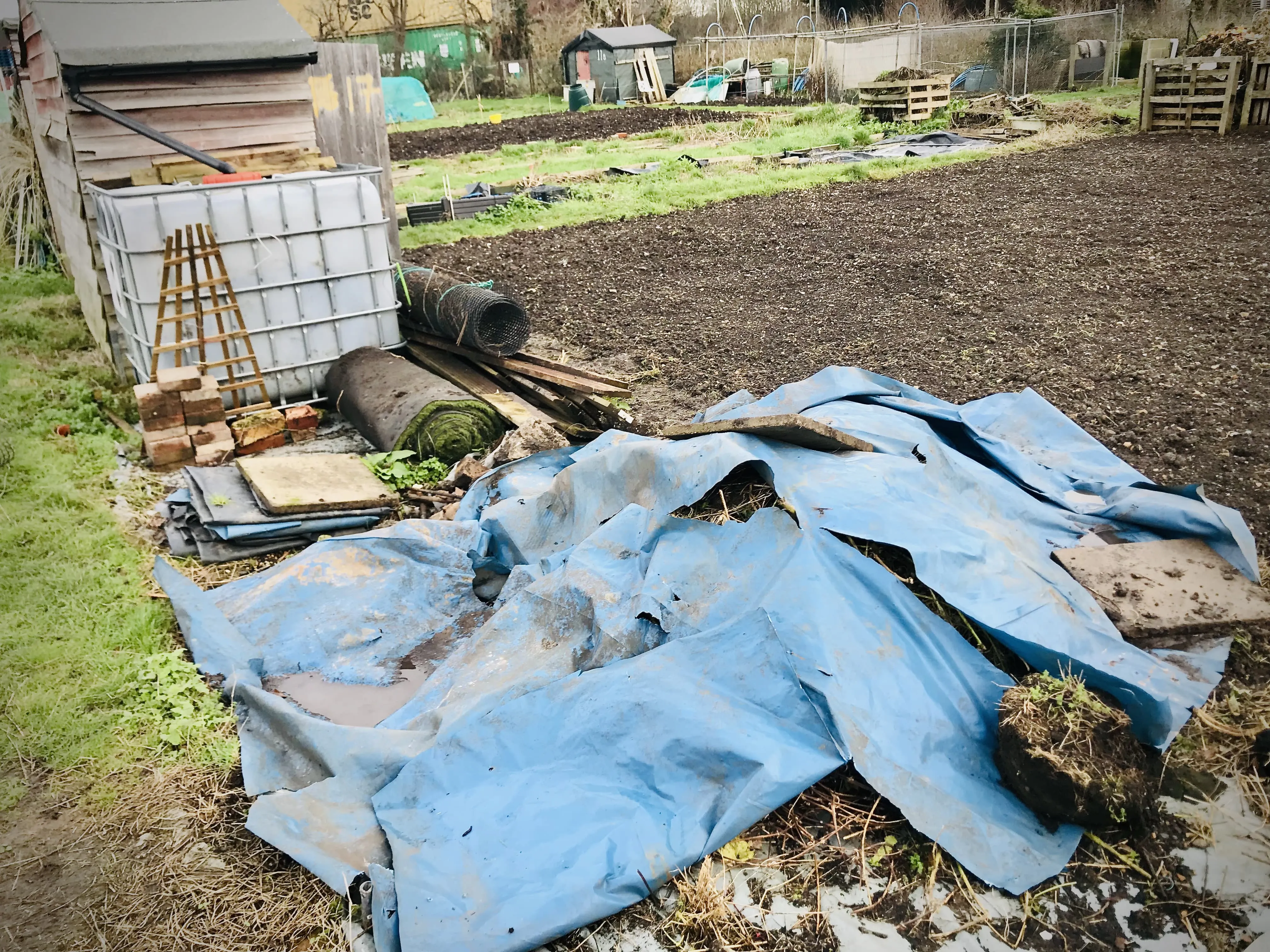 Allotment weeds covered in blue plastic.