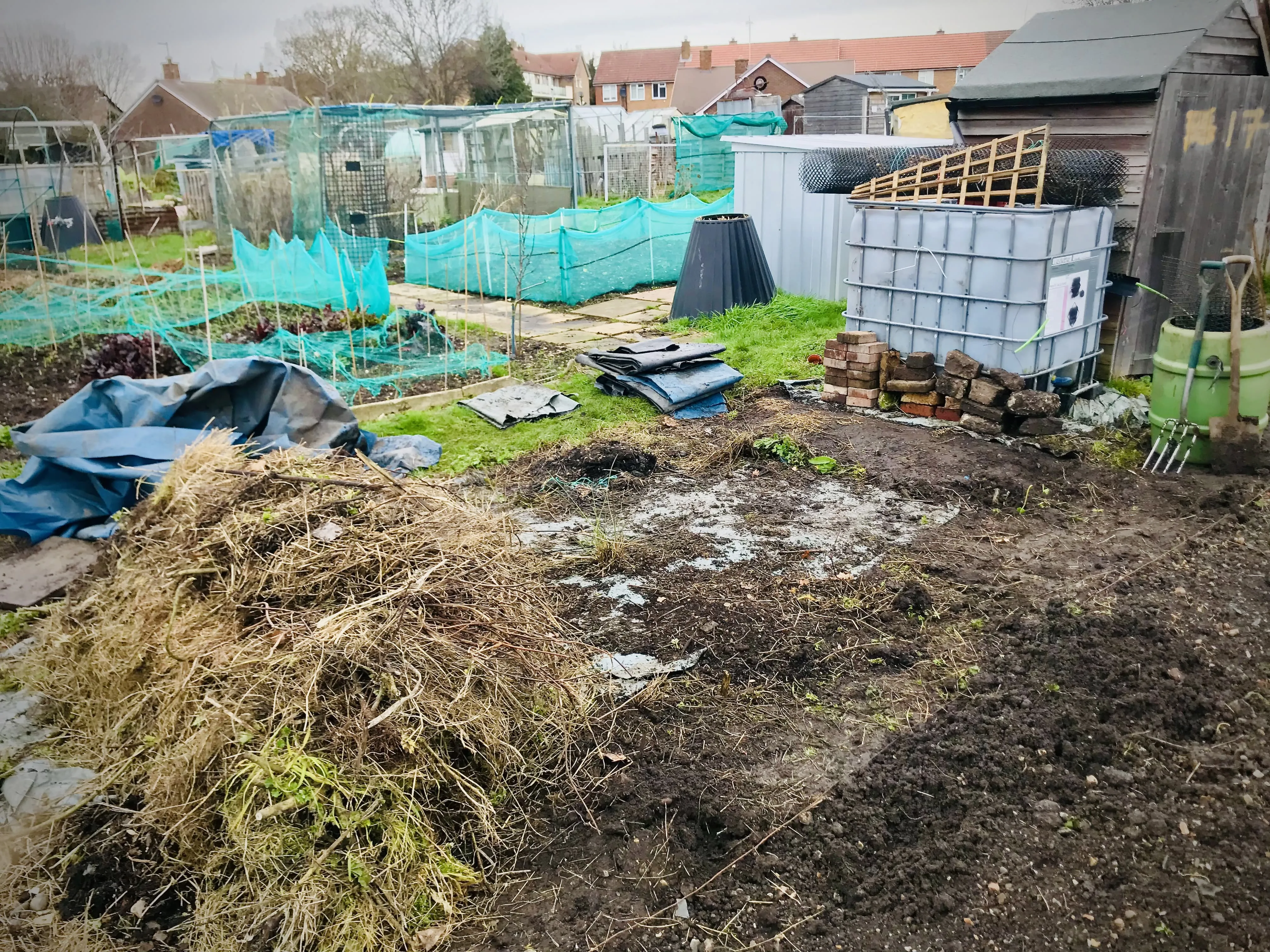 Shed on unkempt allotment plot.