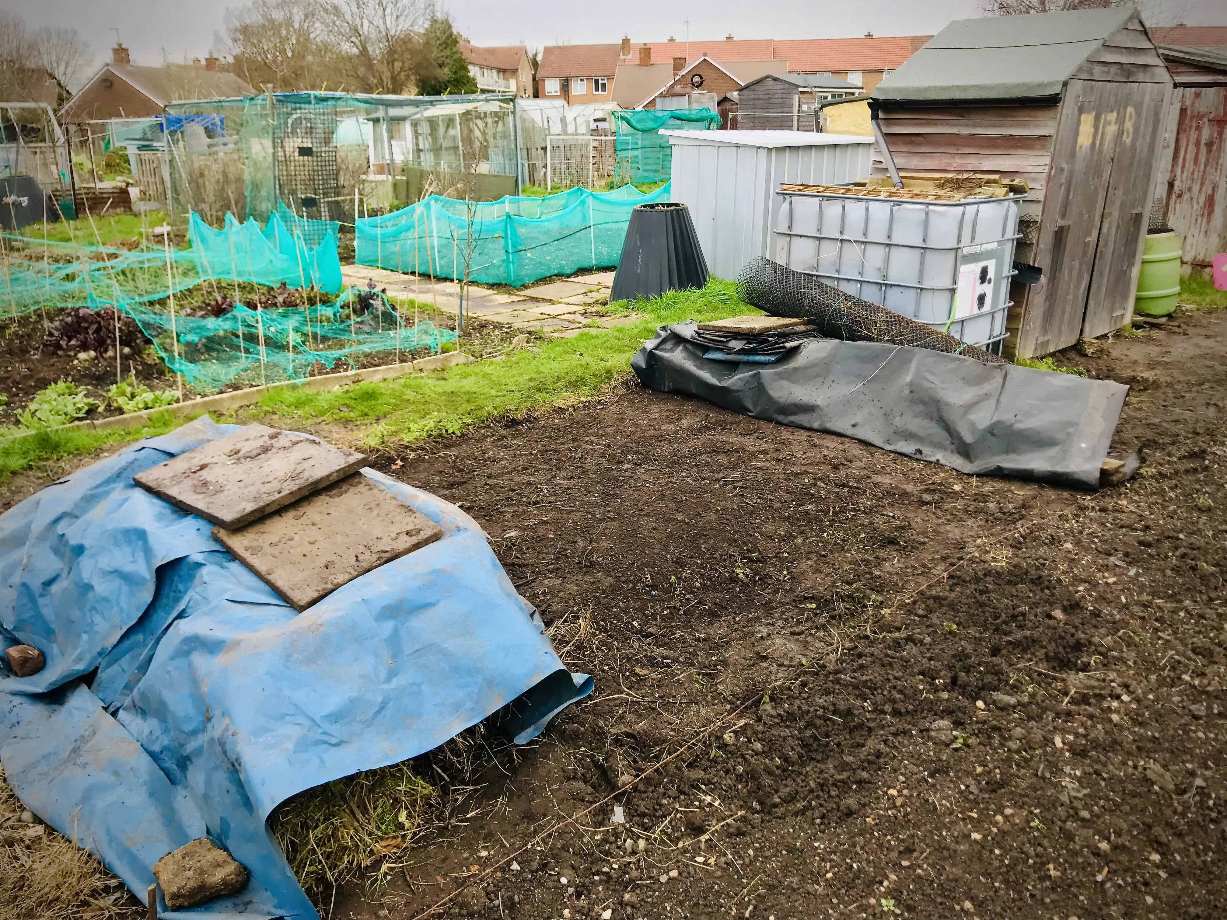 Allotment weeds covered in blue plastic.