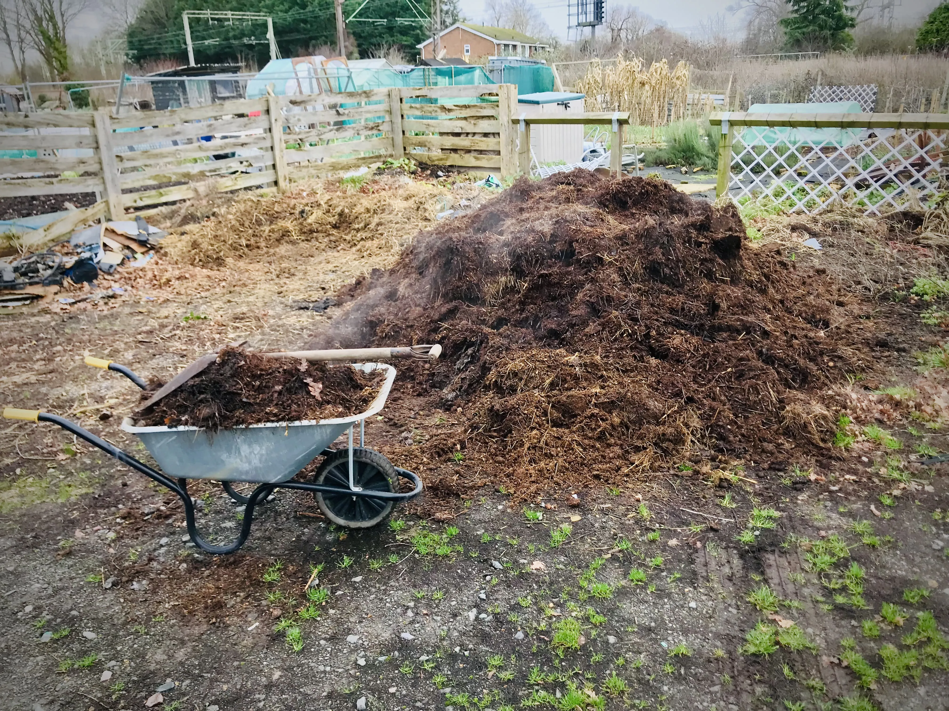 Big pile of manure on allotment.