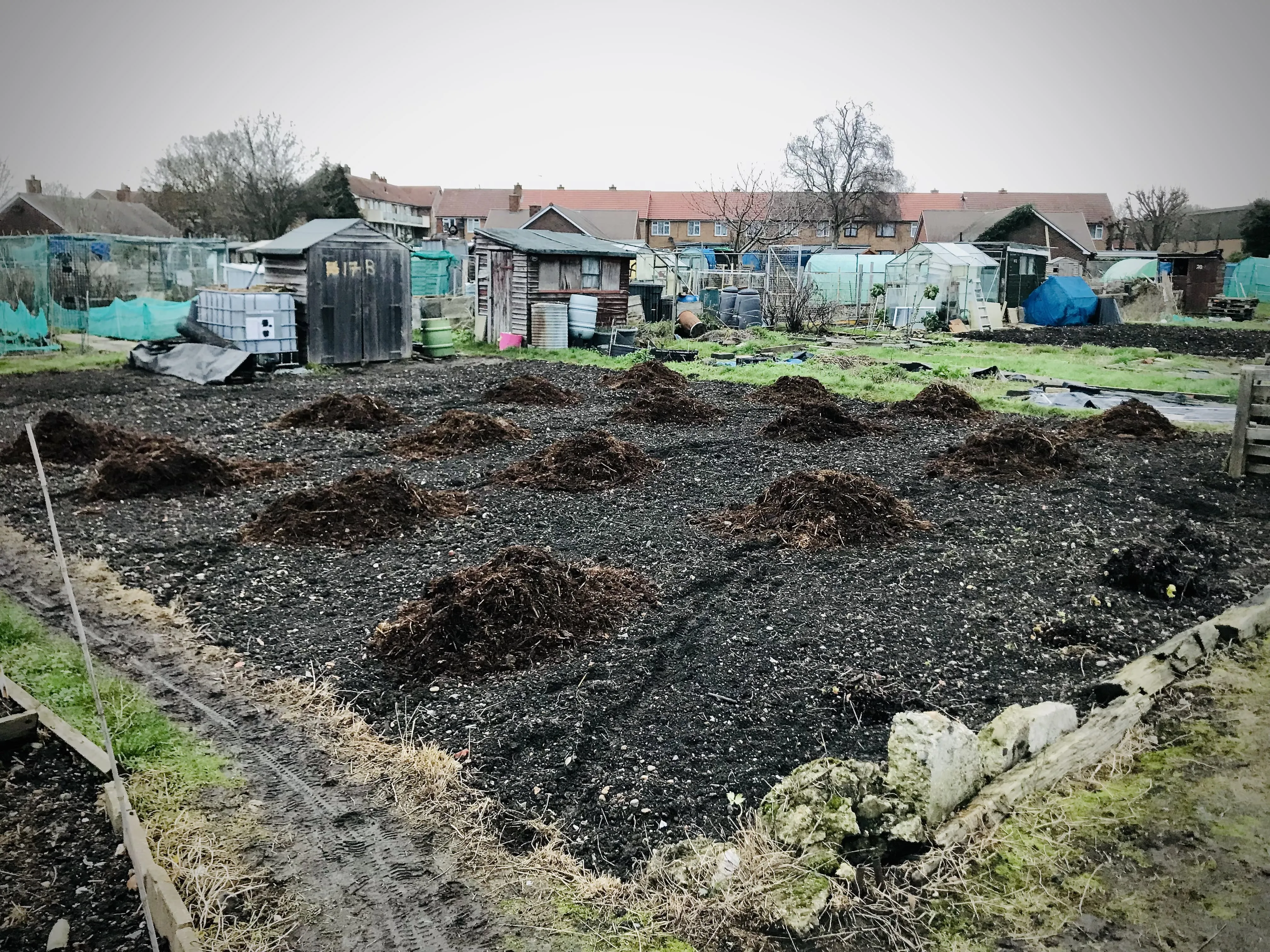 Manure ready to be spread on allotment.