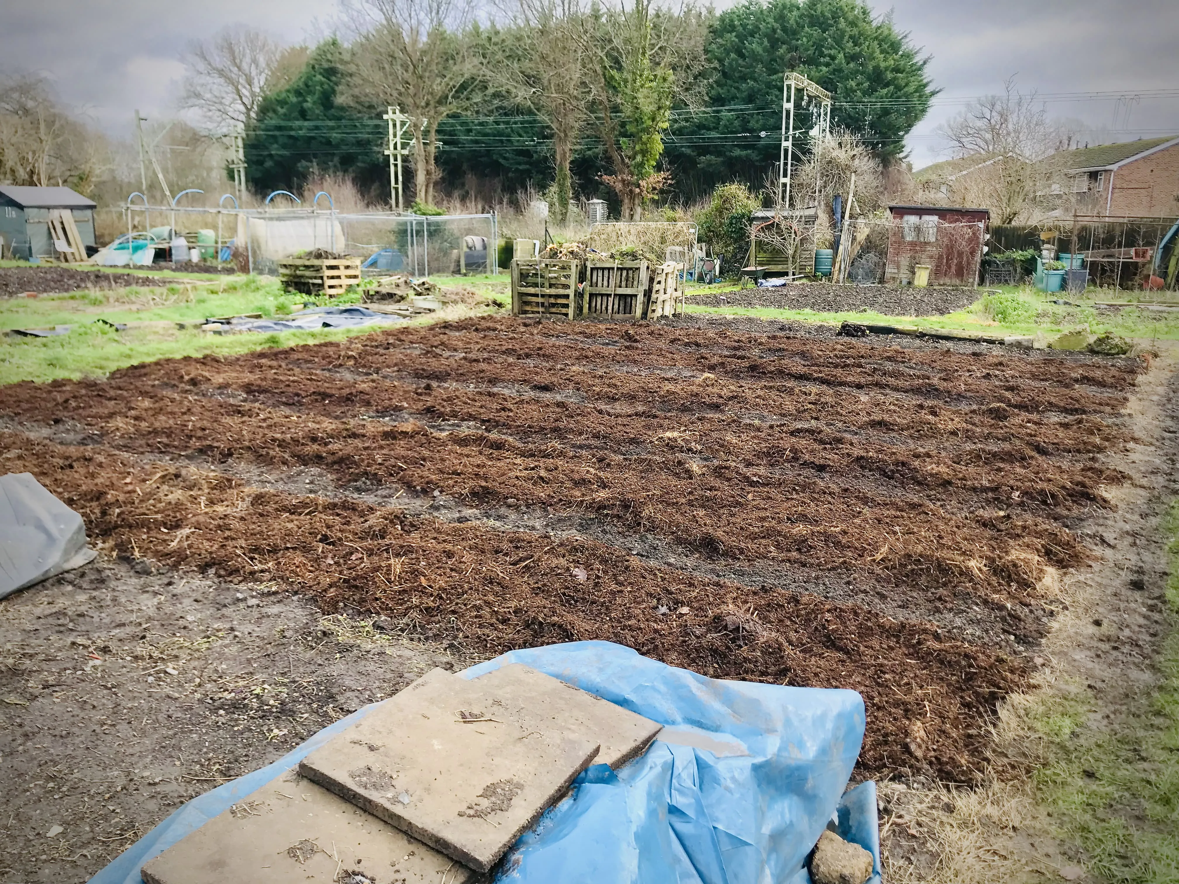 Manure spread out on allotment.