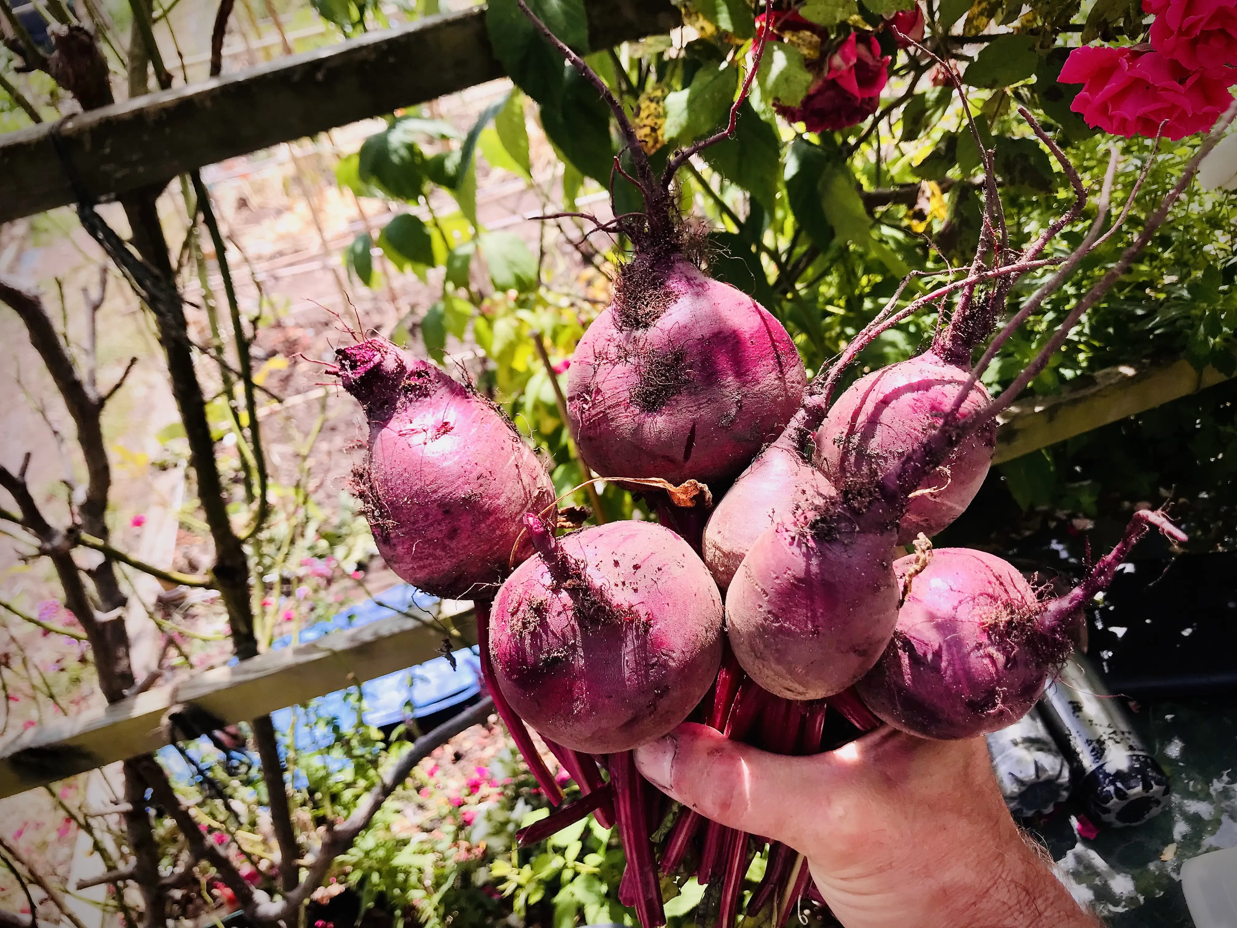 Beautiful bunch of beetroots.
