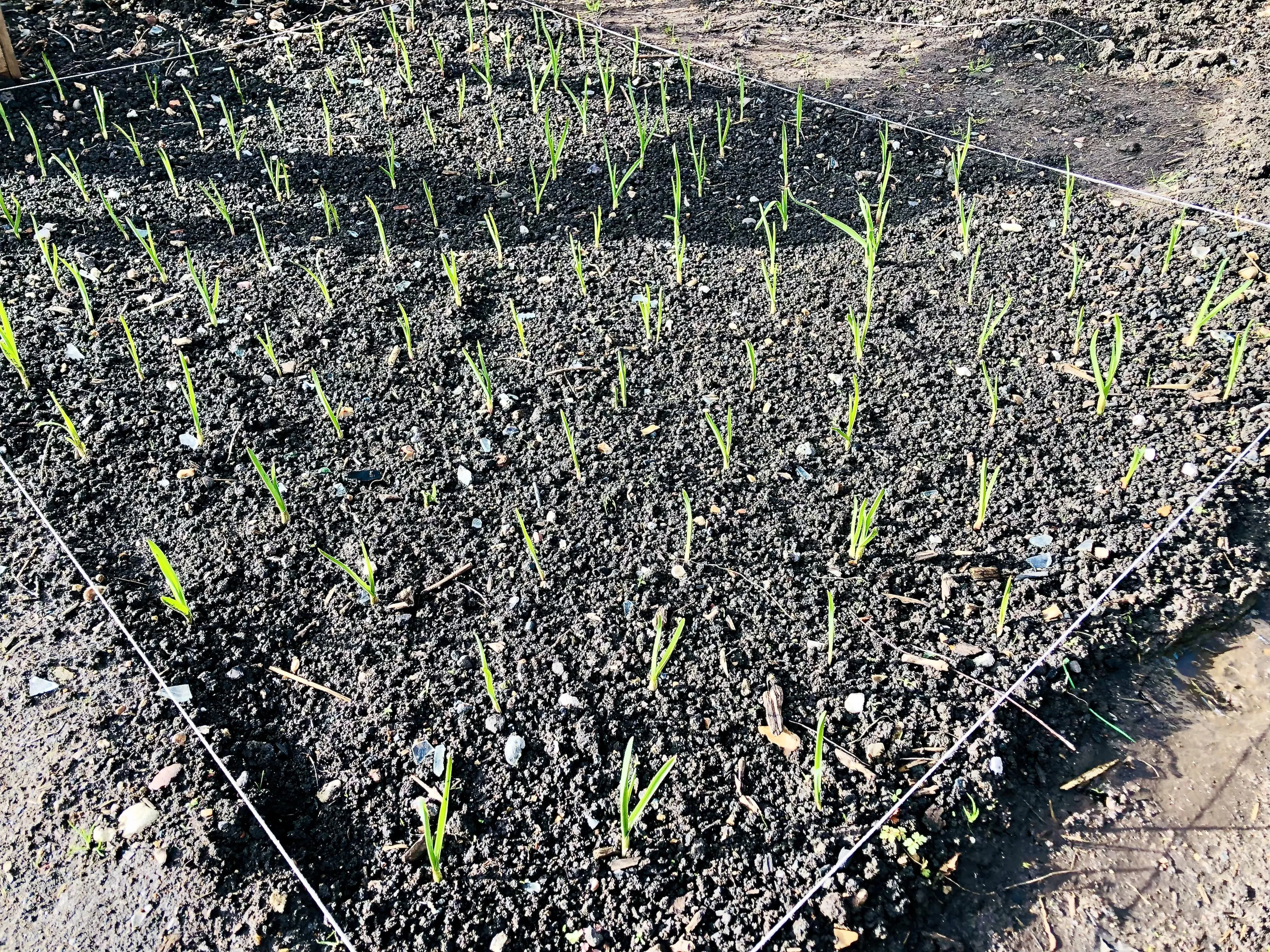 Garlic a few weeks after planting.