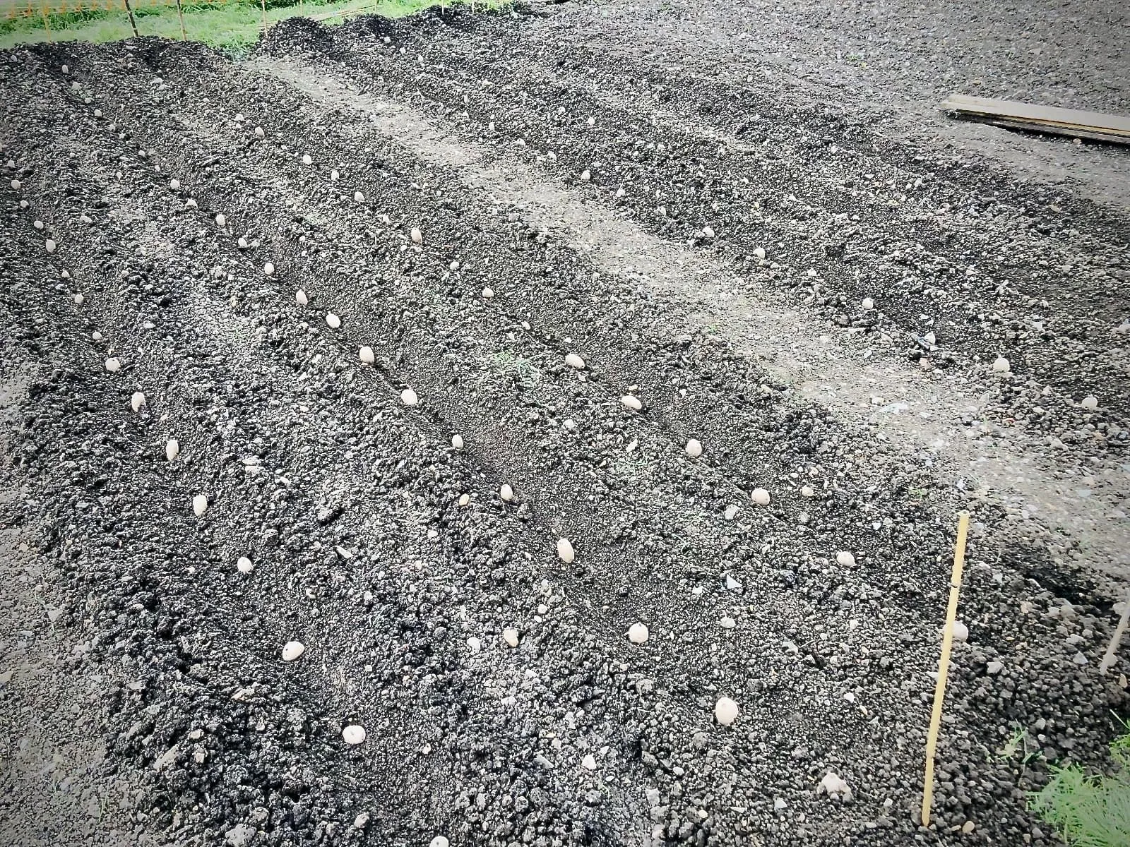 Potato trenches dug on the allotment.