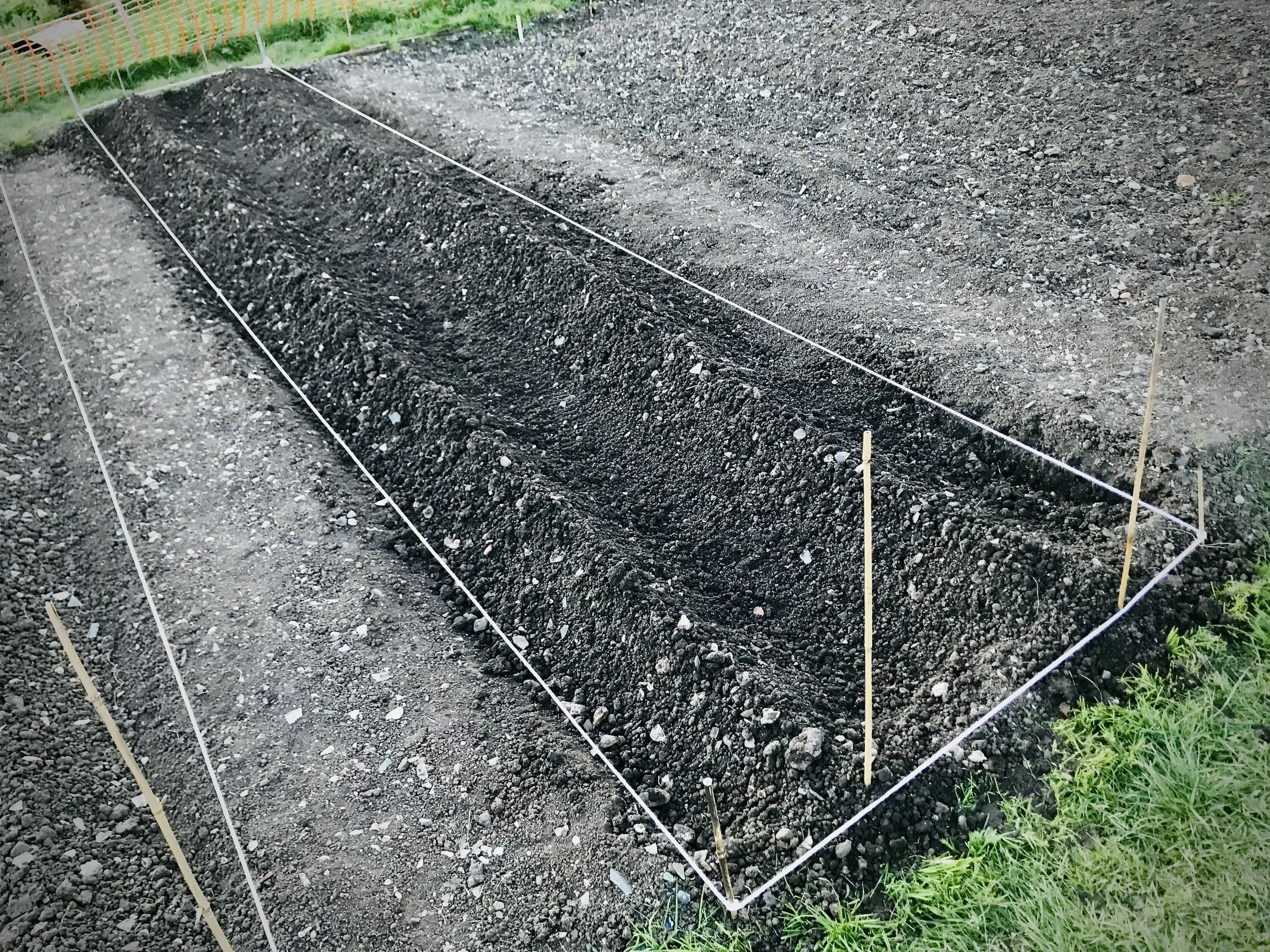 Potatoes hilled up on the allotment.