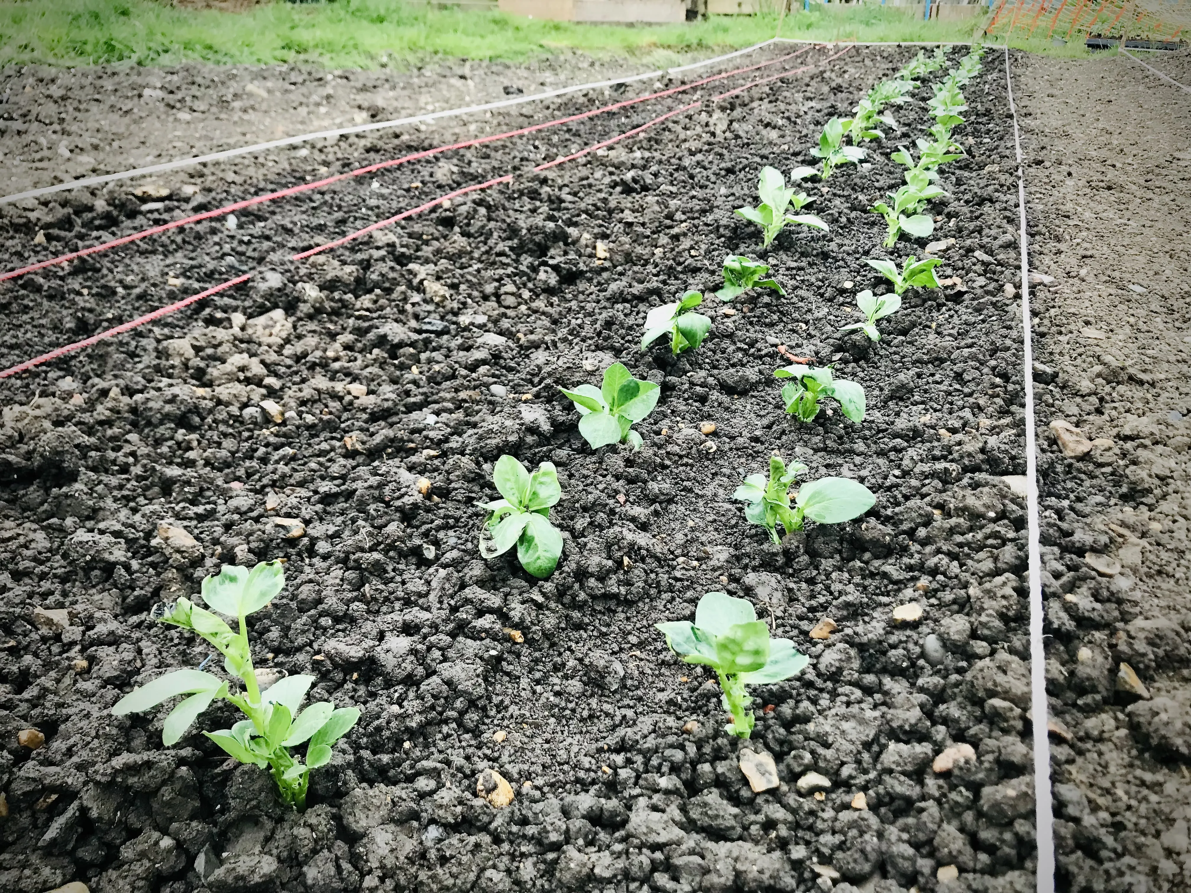 Broad beans planted out on allotment.