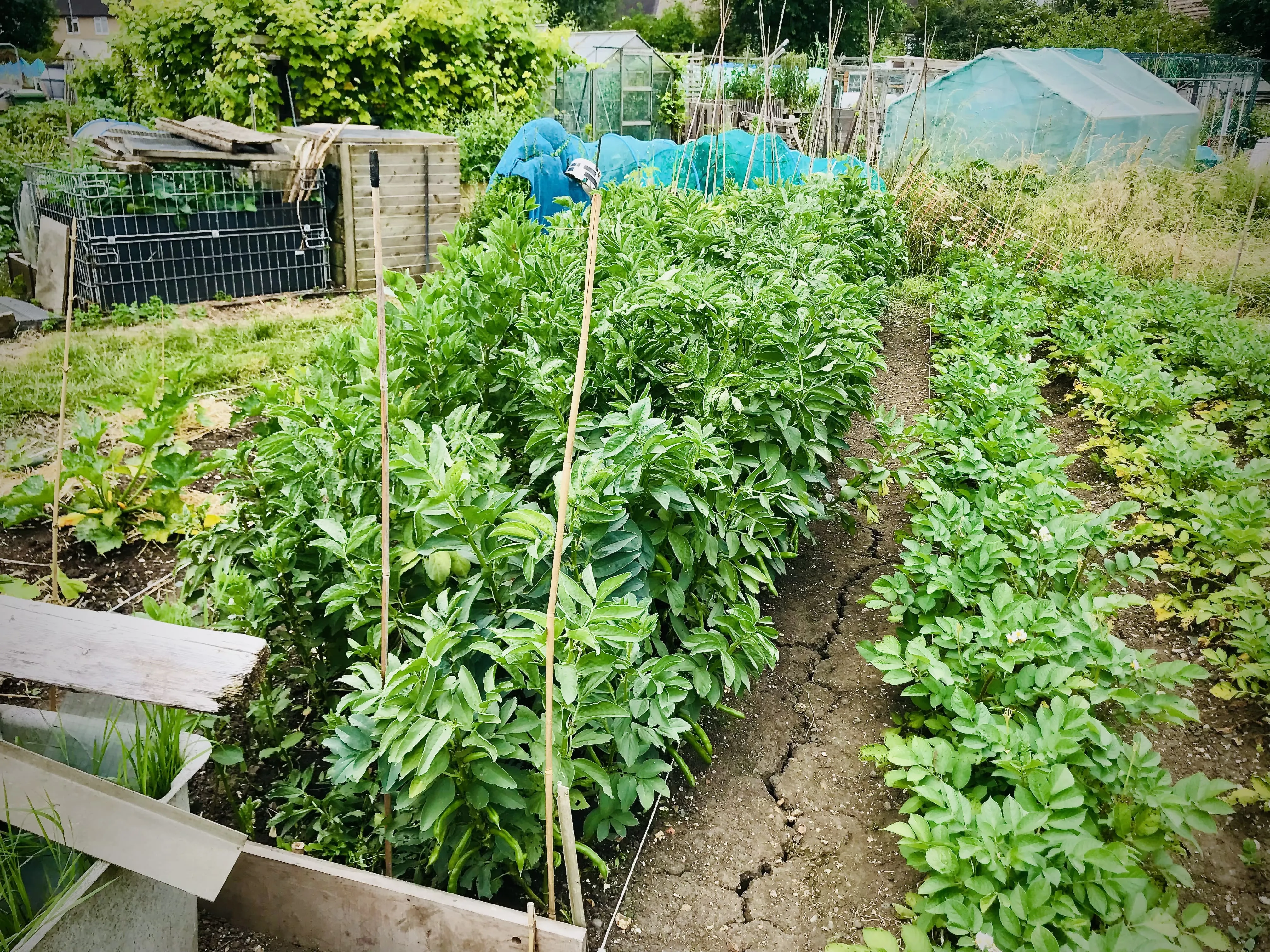 Broad beans almost ready to start picking.